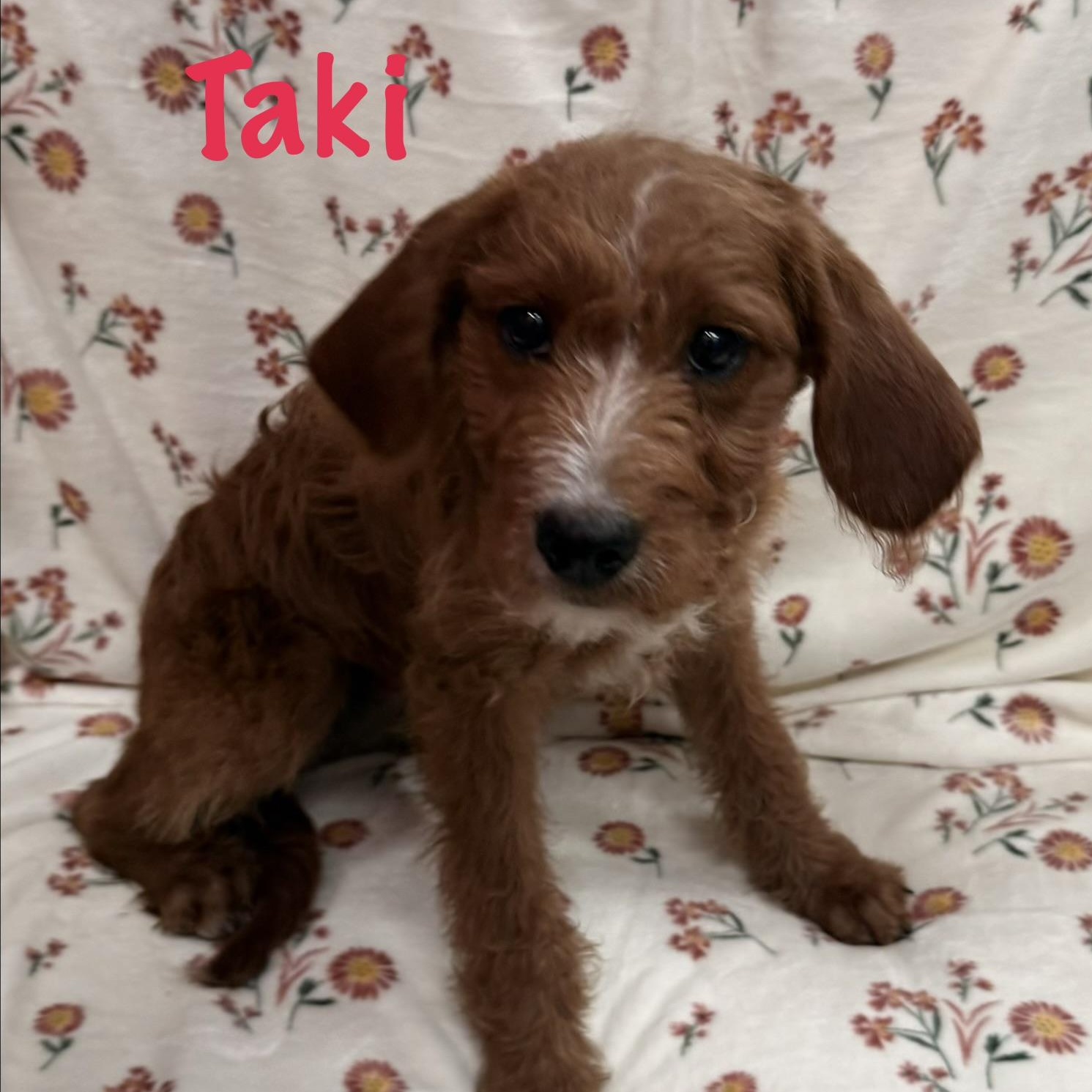 Enlarge Taki, an adopted Goldendoodle in Albany, NY image 1/5
