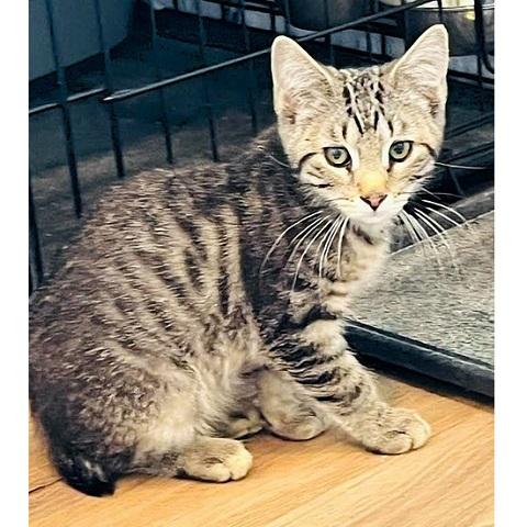 Enlarge Toast, a ADOPTABLE Tabby in Salt Lake City, UT image 1/2