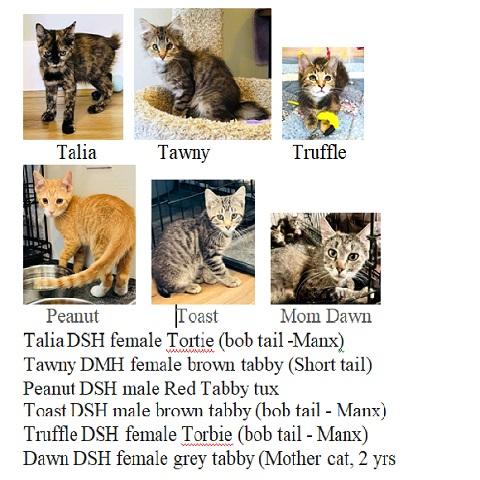 Enlarge Toast, a ADOPTABLE Tabby in Salt Lake City, UT image 2/2