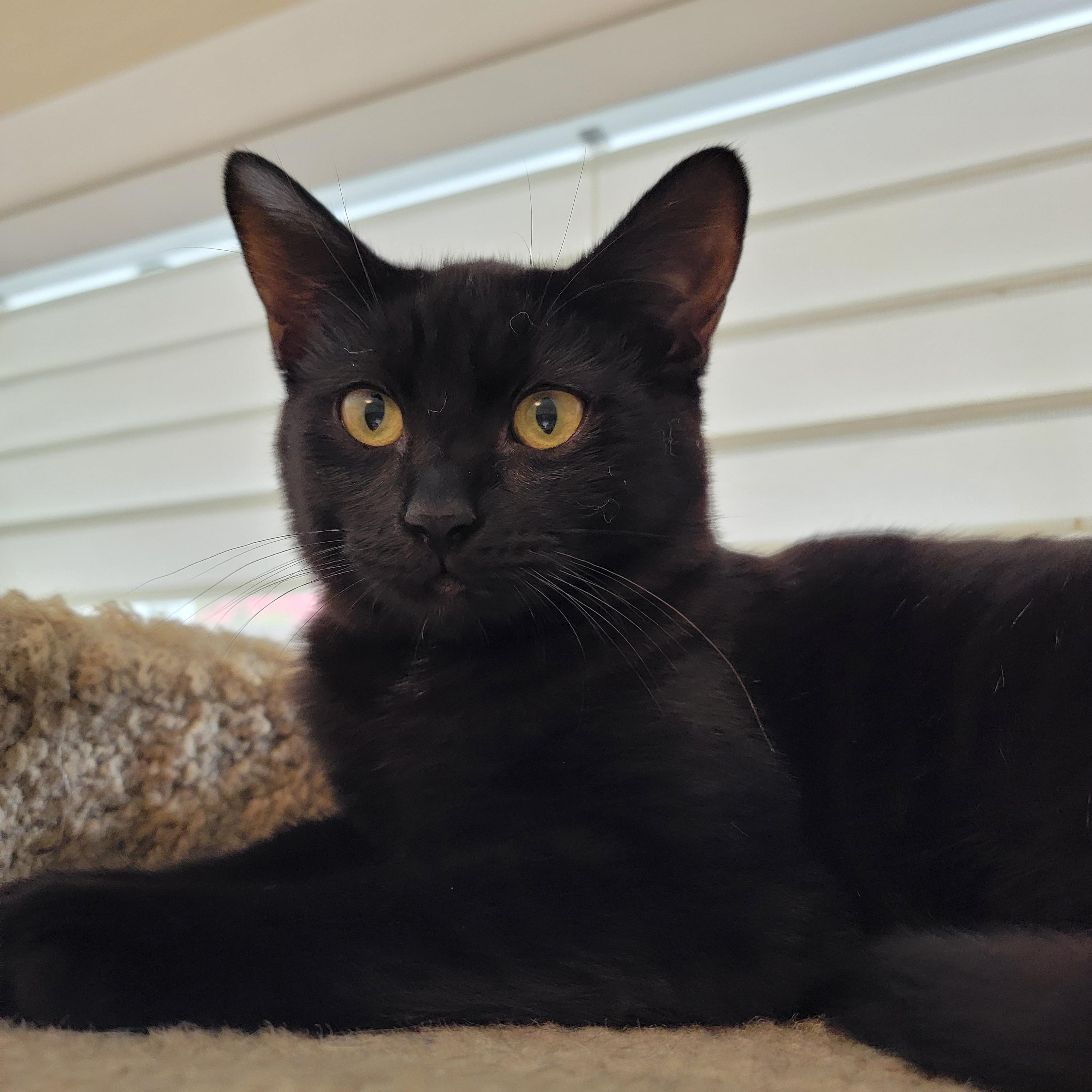 Enlarge Ambrosia, a Adoptable Domestic Short Hair in Springfield, OR image 1/3