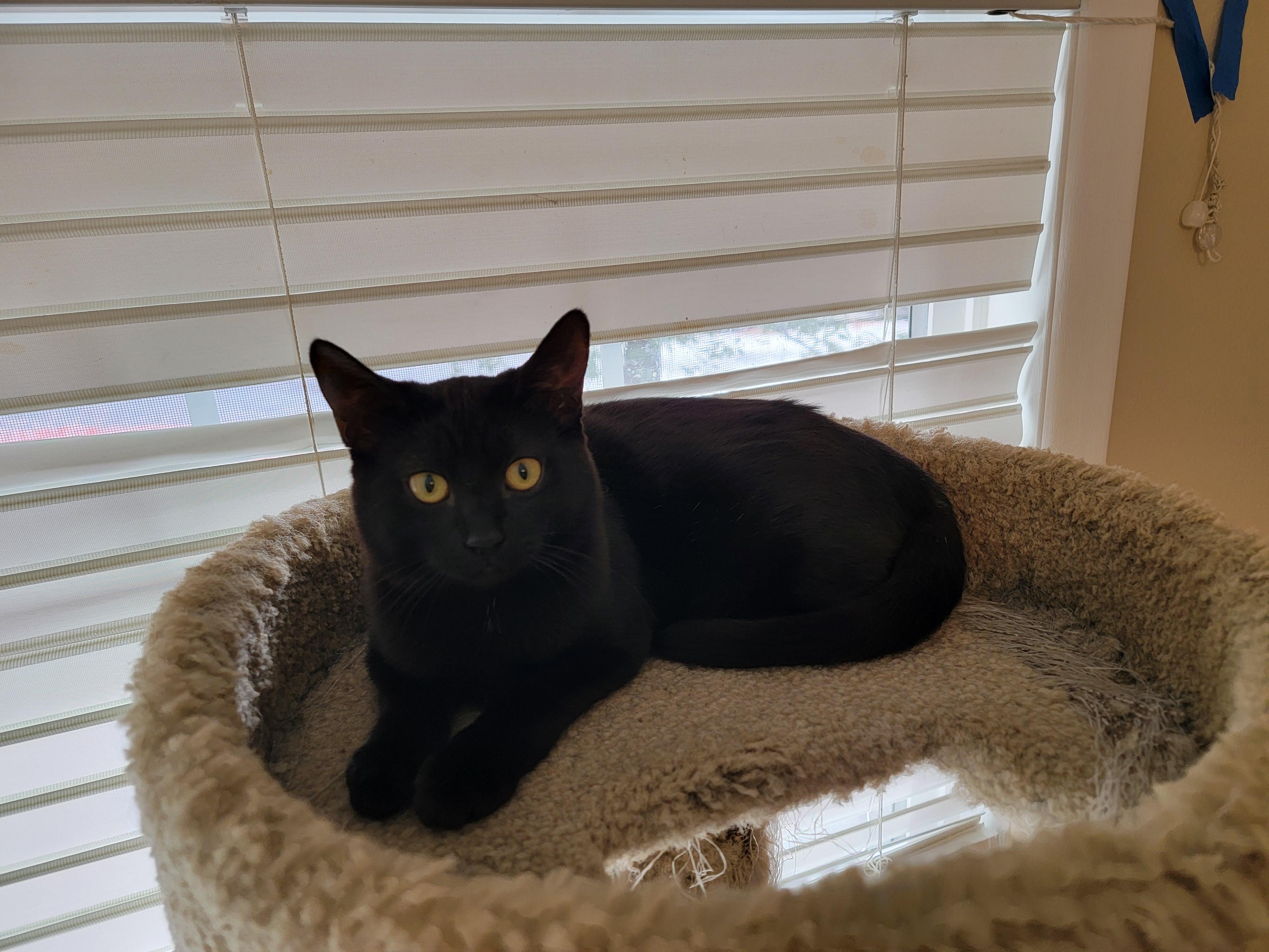 Enlarge Ambrosia, a Adoptable Domestic Short Hair in Springfield, OR image 2/3