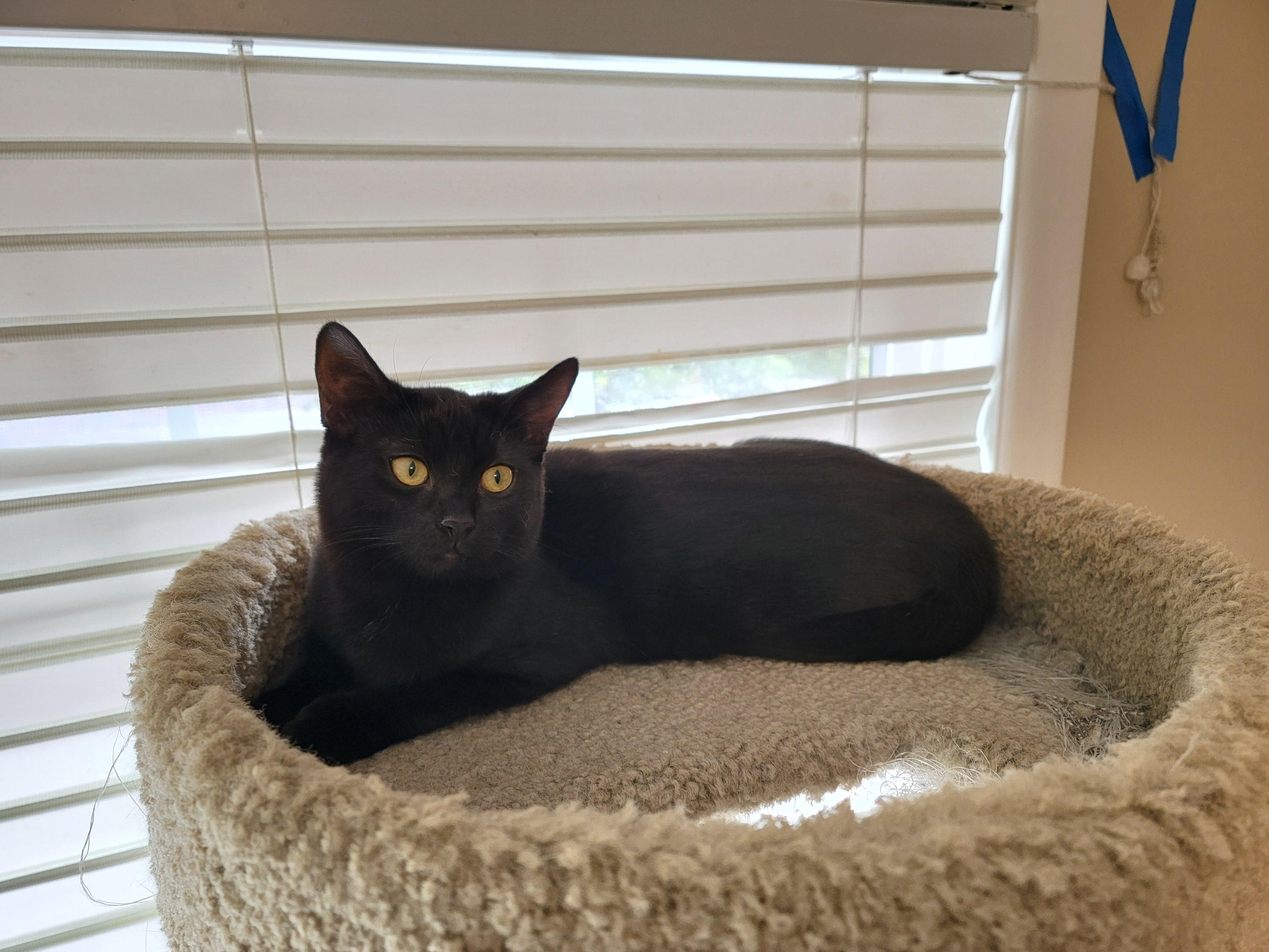 Enlarge Ambrosia, a Adoptable Domestic Short Hair in Springfield, OR image 3/3