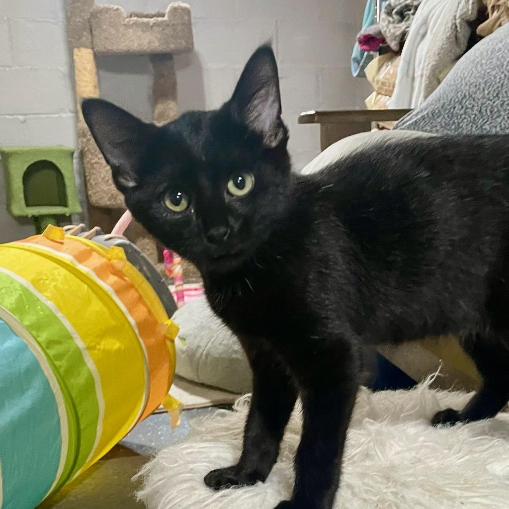 Onyx, Adoptable, Kitten Male Domestic Short Hair.