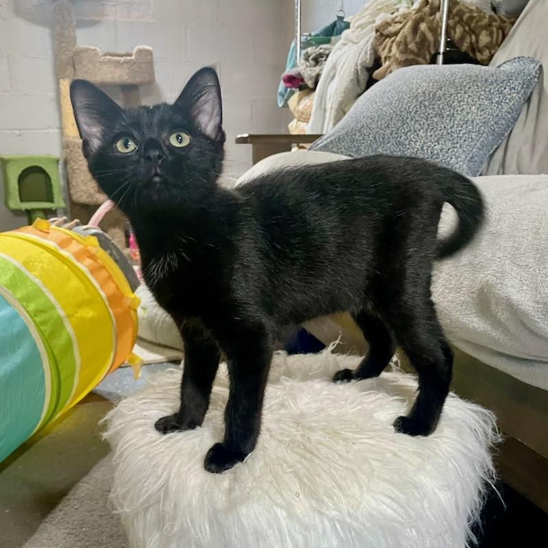 Enlarge Onyx, a Adoptable mixed breed in Benson, MN image 2/3