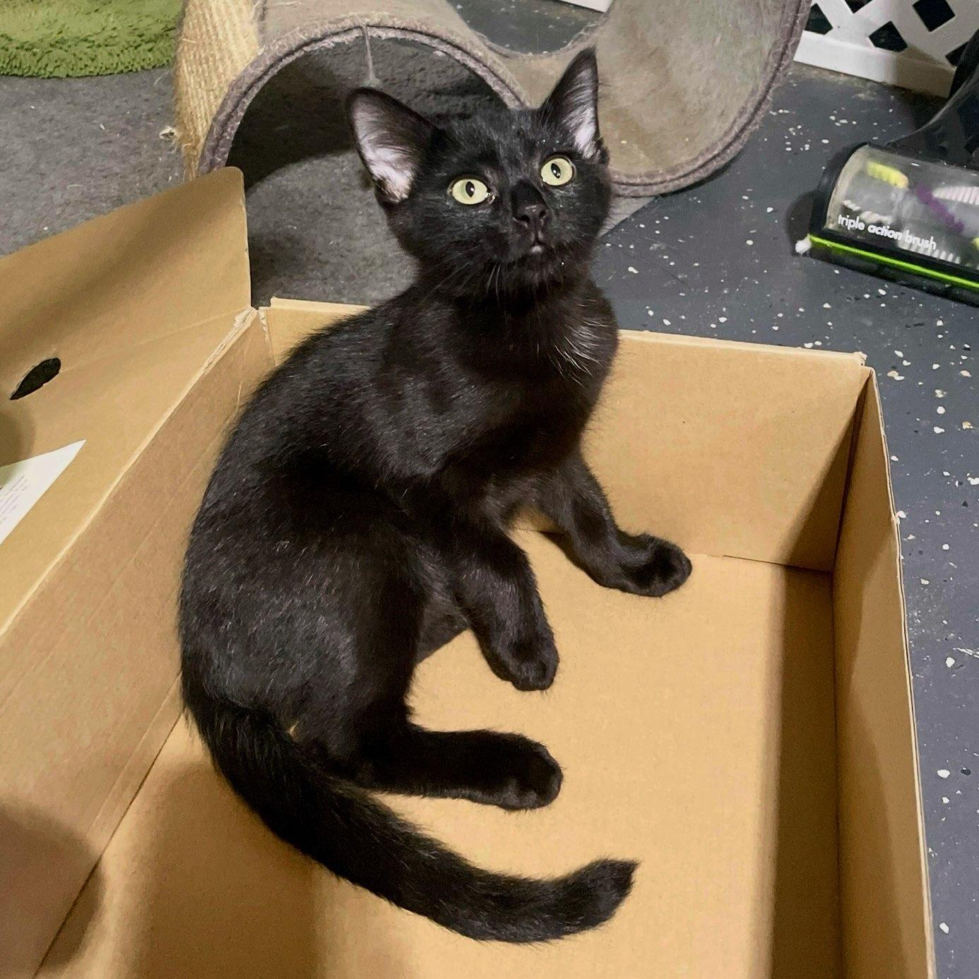 Enlarge Onyx, a Adoptable mixed breed in Benson, MN image 3/3