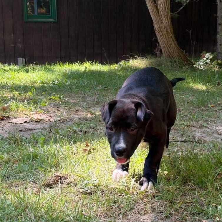 Enlarge Ada Lovelace, a Adoptable mixed breed in Bloomfield, NY image 6/6