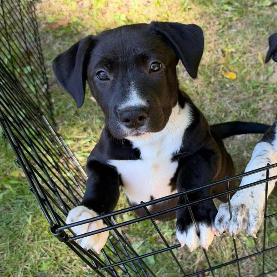 Enlarge Ada Lovelace, a Adoptable mixed breed in Bloomfield, NY image 5/6
