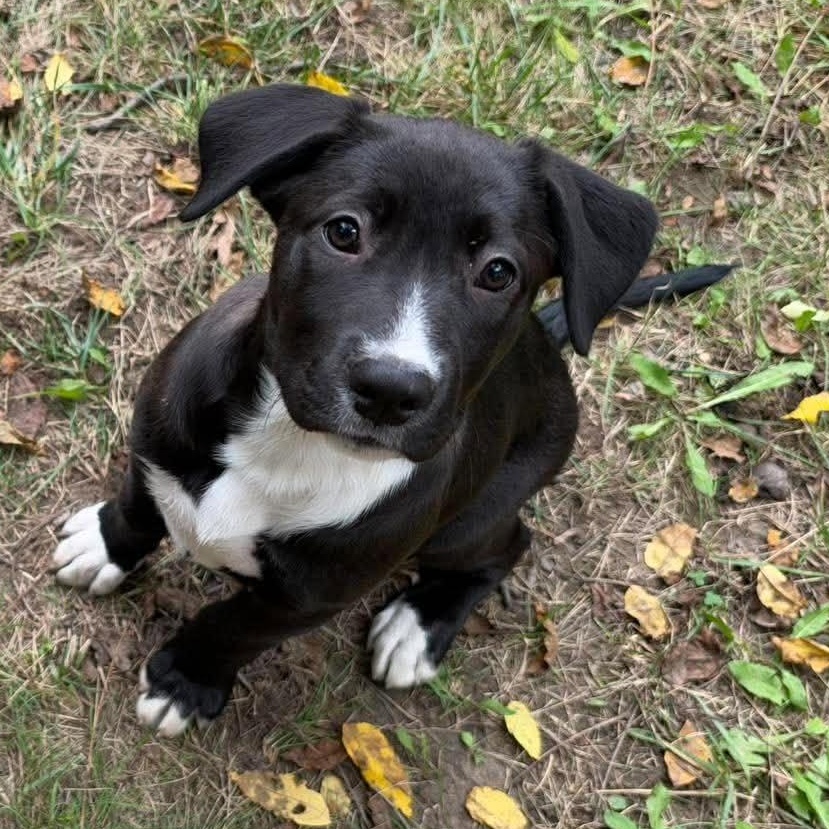 Enlarge Ada Lovelace, a Adoptable mixed breed in Bloomfield, NY image 4/6