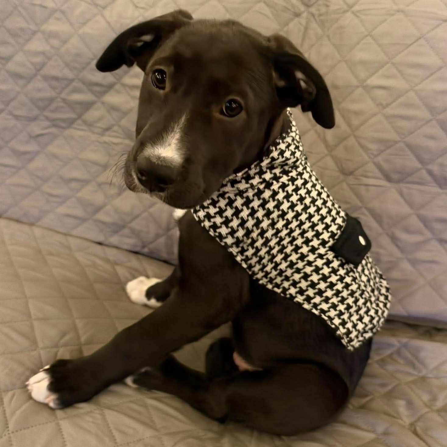 Ada Lovelace, Adoptable, Puppy Female Australian Cattle Dog / Blue Heeler & Pit Bull Terrier.