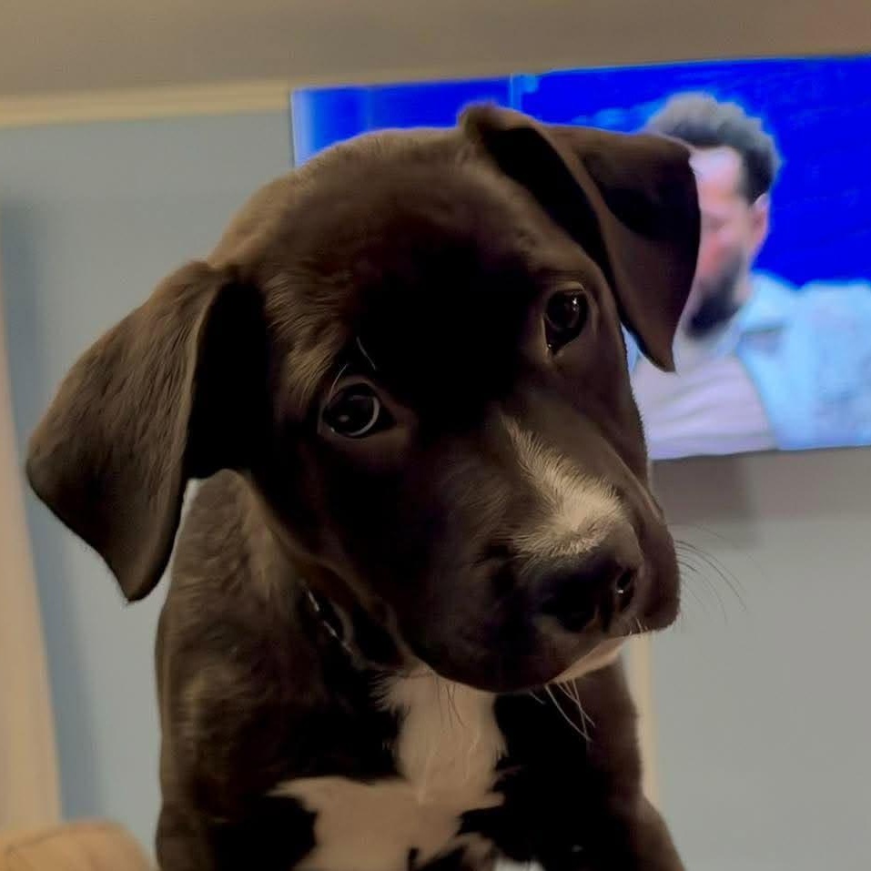 Enlarge Ada Lovelace, a Adoptable mixed breed in Bloomfield, NY image 3/6