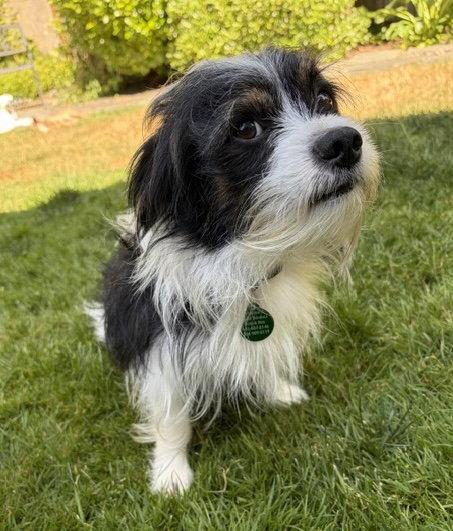 Dobs, a Adoptable Maltese in Seattle, WA image 1/2