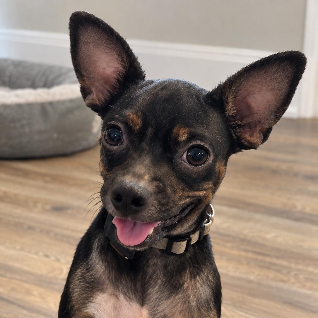 Enlarge Felipa, a Adoptable mixed breed in Annapolis, MD image 4/6
