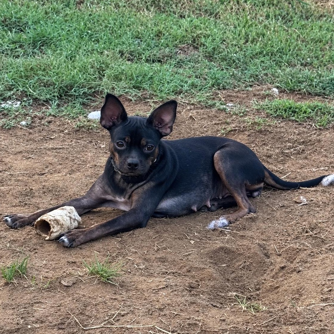 Enlarge Felipa, a Adoptable mixed breed in Annapolis, MD image 6/6