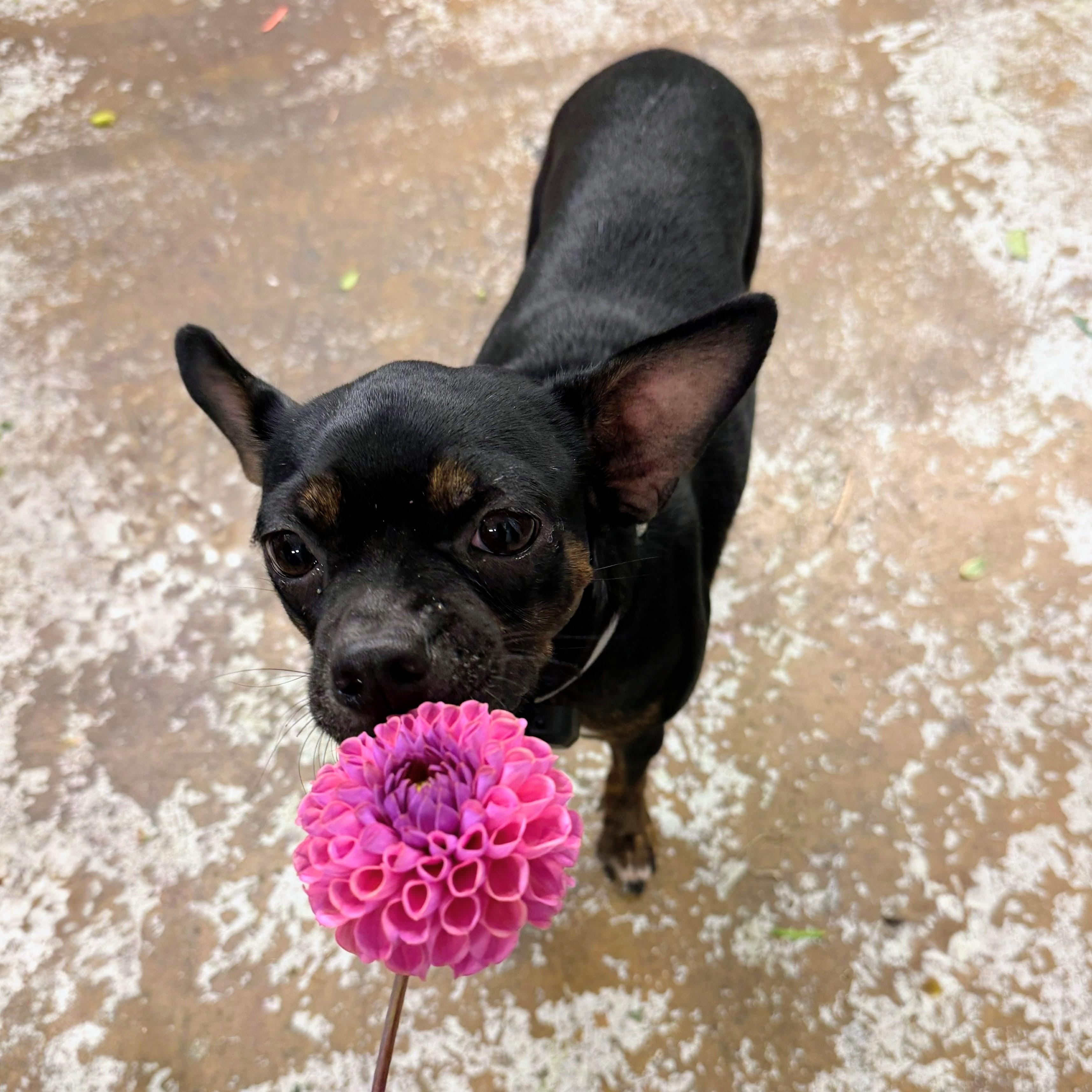 Enlarge Felipa, a Adoptable mixed breed in Annapolis, MD image 1/6