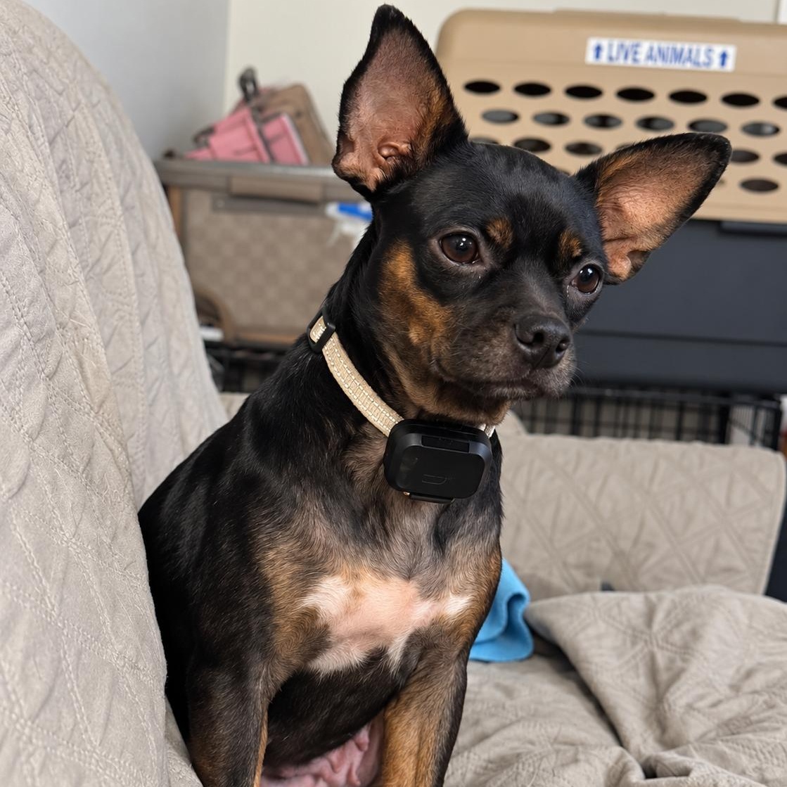 Enlarge Felipa, a Adoptable mixed breed in Annapolis, MD image 5/6