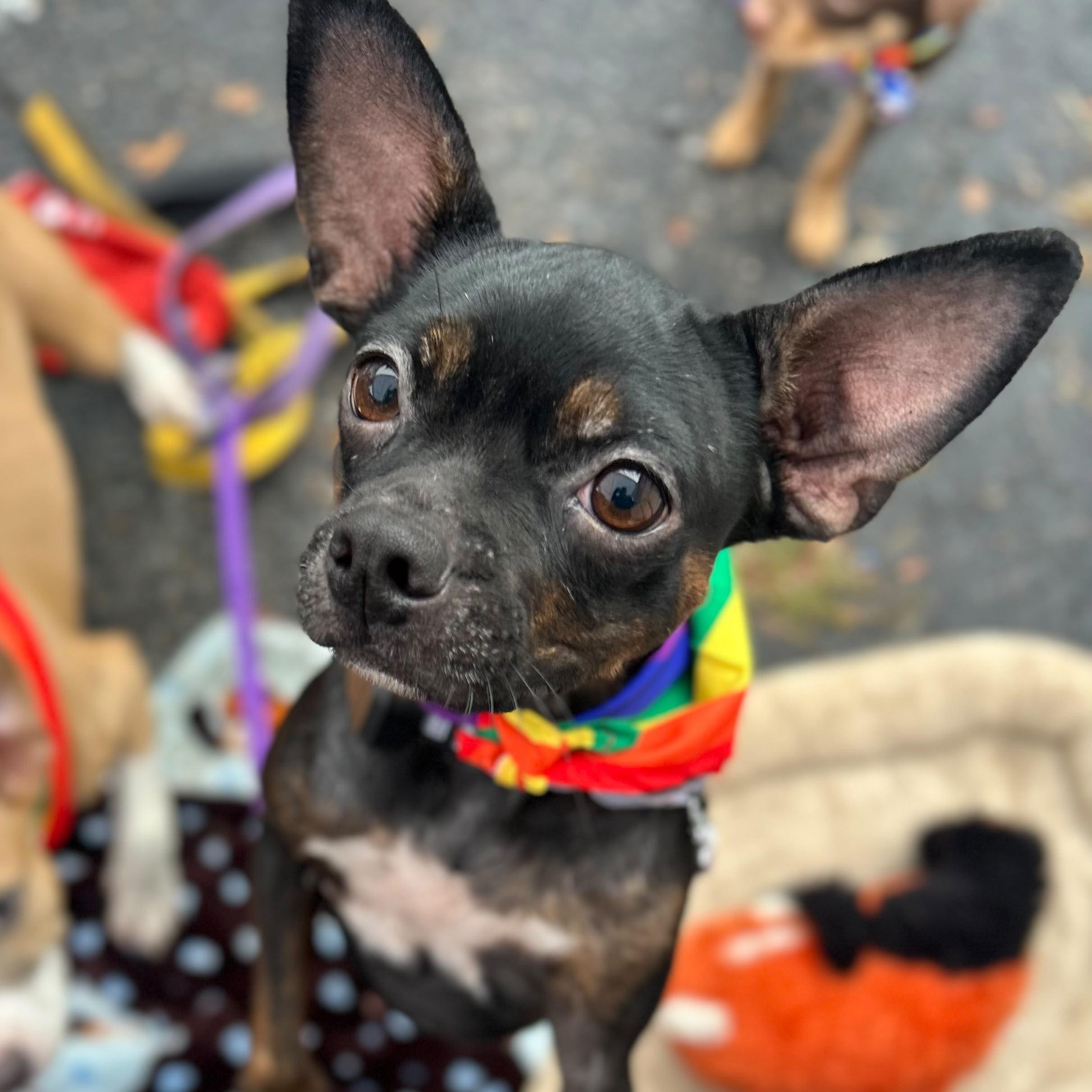 Enlarge Felipa, a Adoptable mixed breed in Annapolis, MD image 2/6