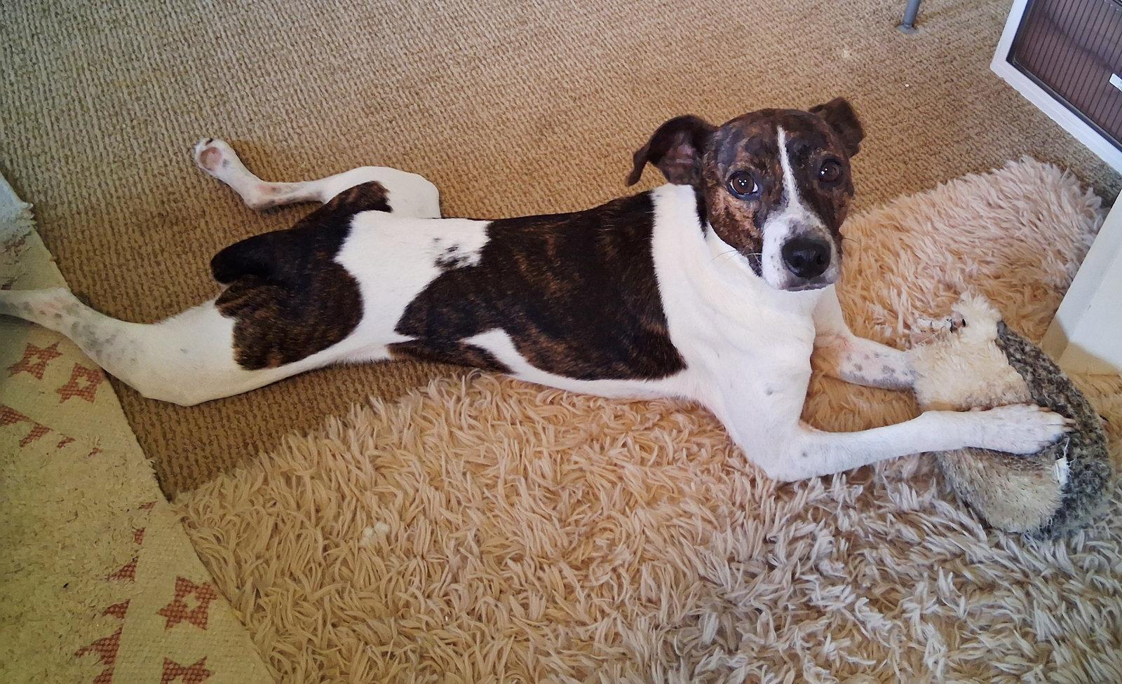 Waylon James, Adoptable, Adult Male Smooth Fox Terrier.