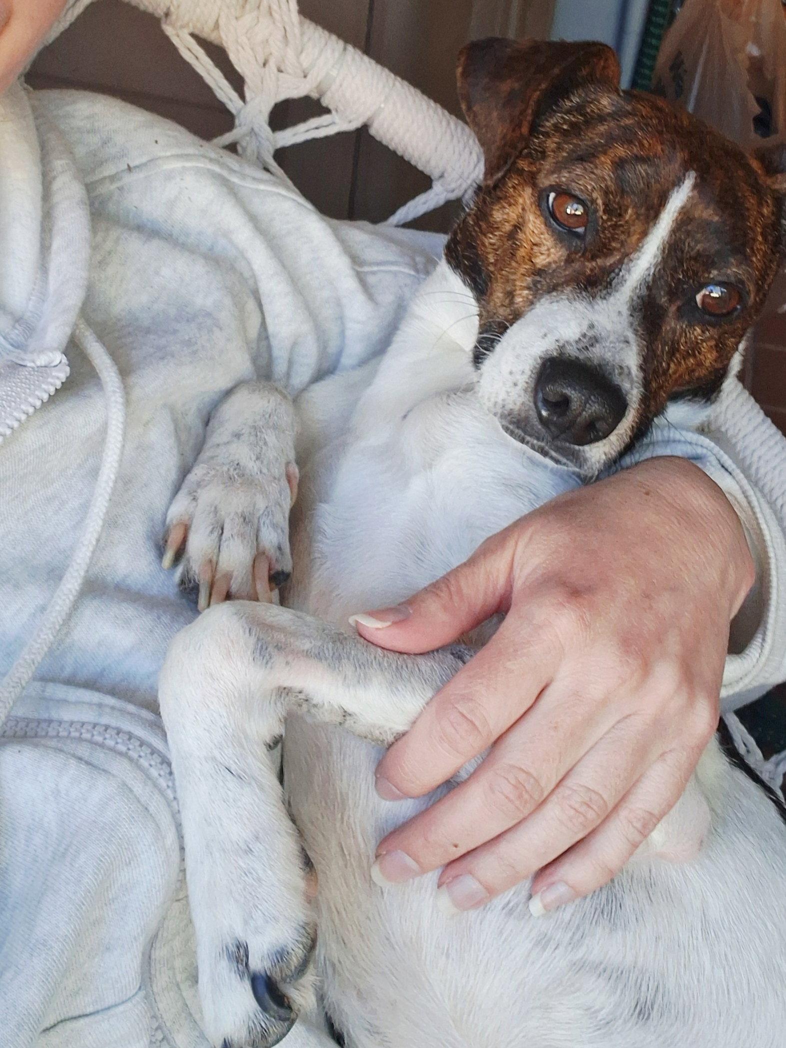 Enlarge Waylon James, a Adoptable Smooth Fox Terrier in Alpharetta, GA image 2/3