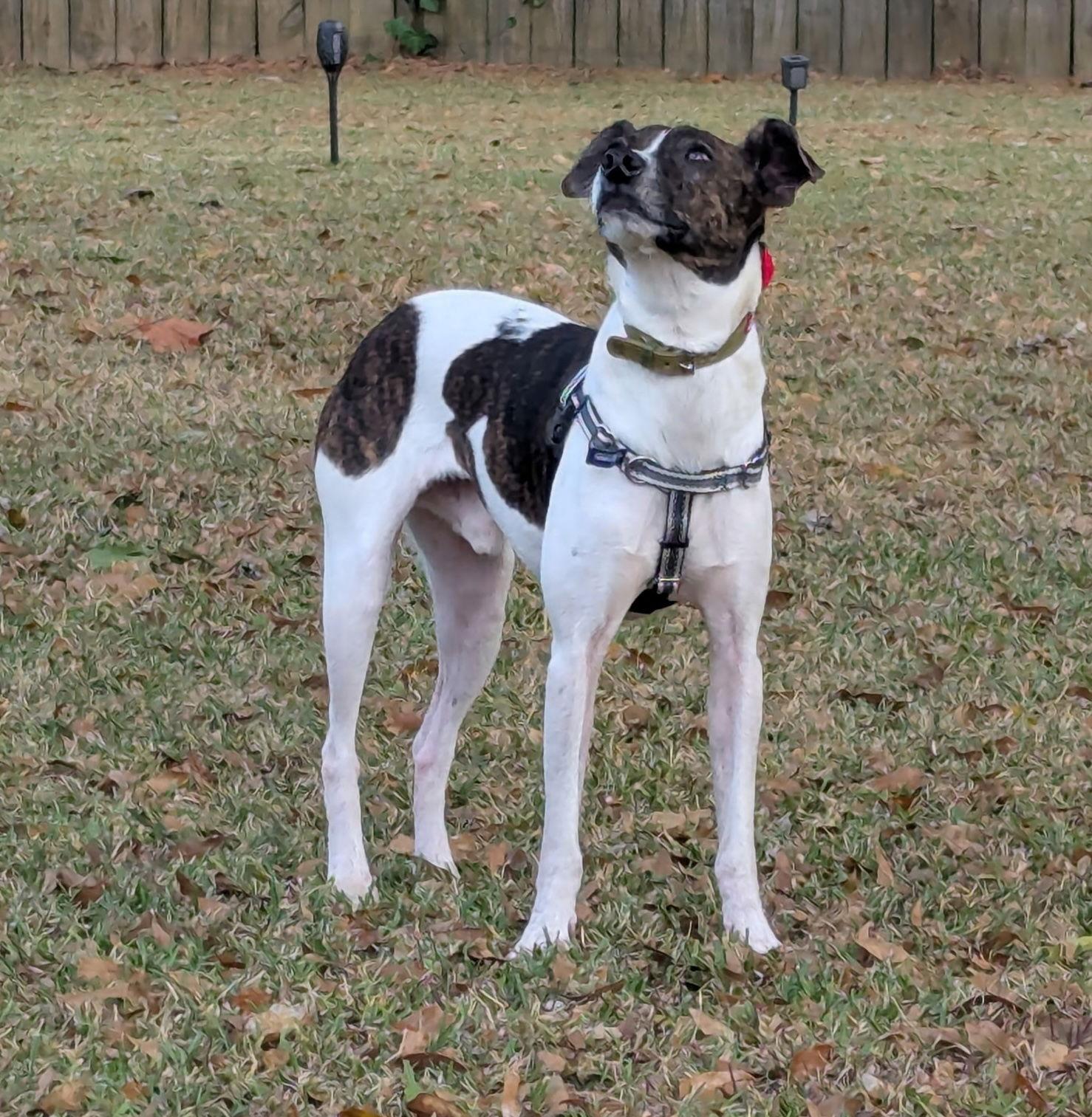 Waylon James thumbnail 3