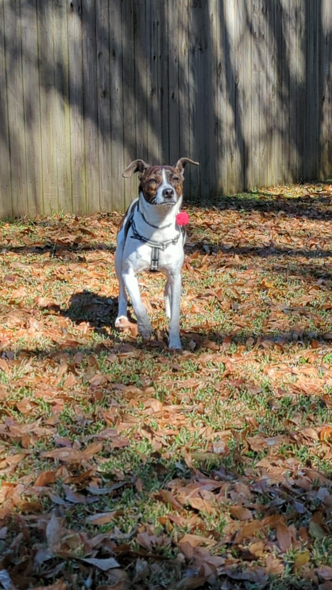Enlarge Waylon James, a Adoptable Smooth Fox Terrier in Alpharetta, GA image 3/3