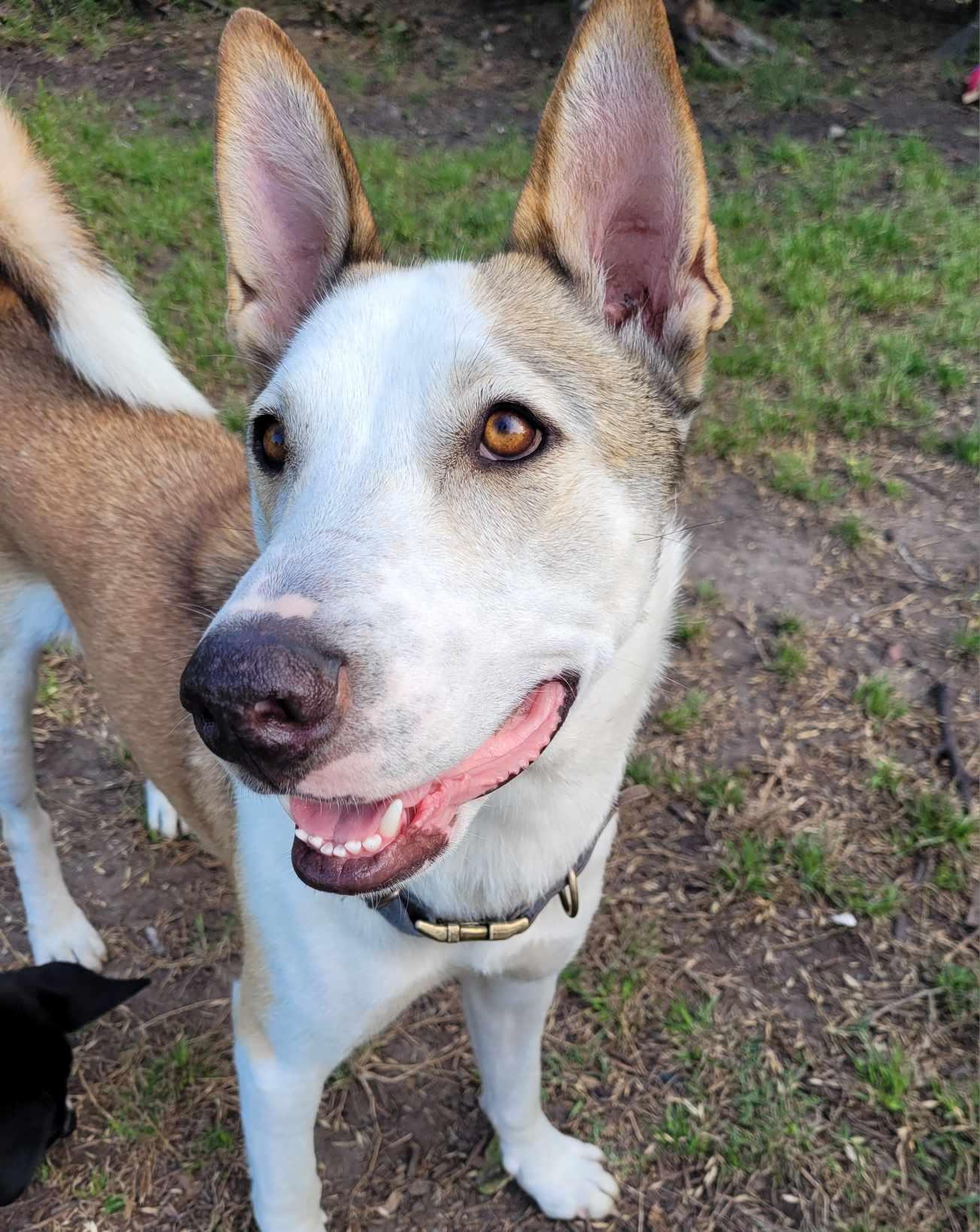 Enlarge Ducky, a Adoptable mixed breed in Nashua, NH image 1/5