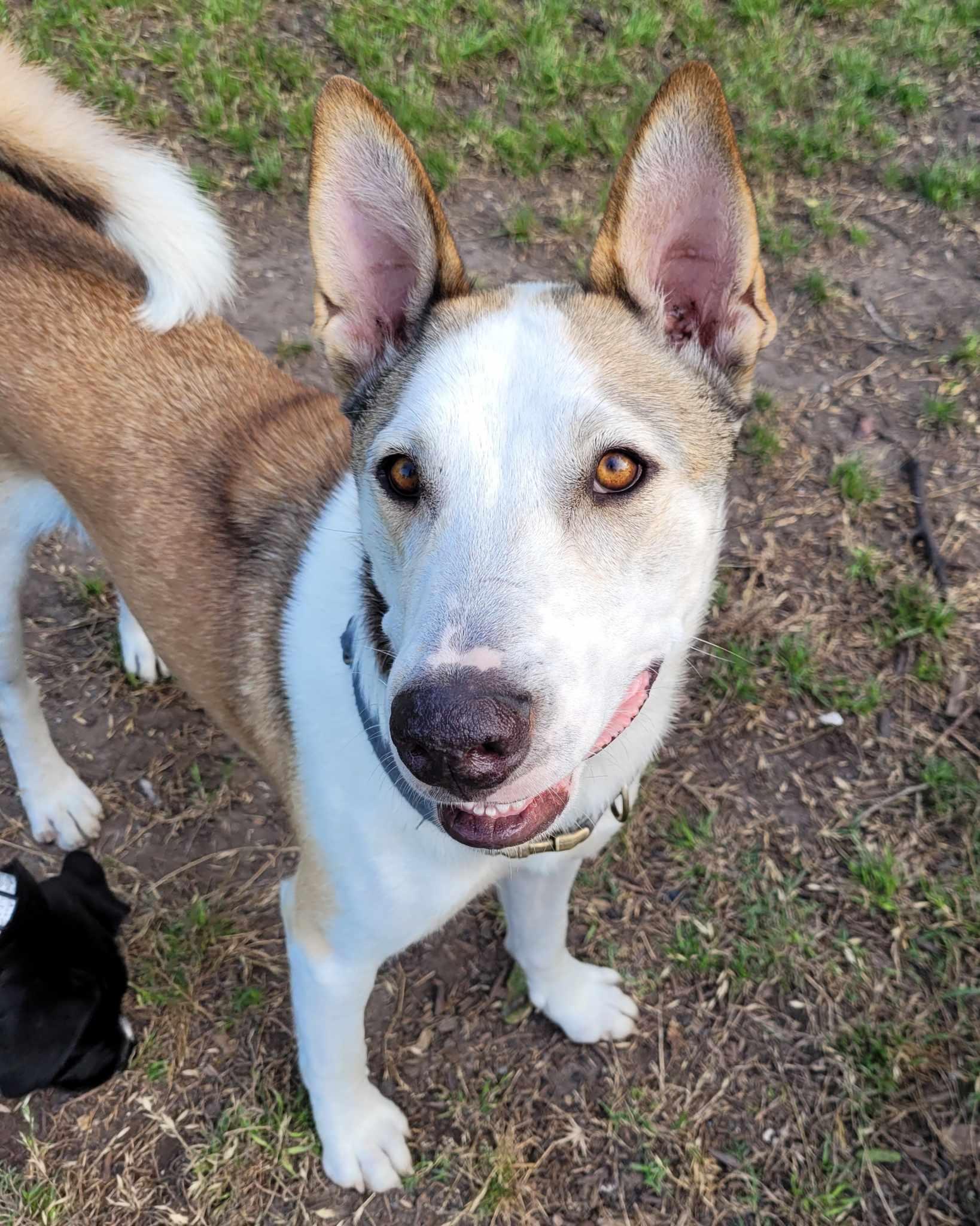 Enlarge Ducky, a Adoptable mixed breed in Nashua, NH image 5/5