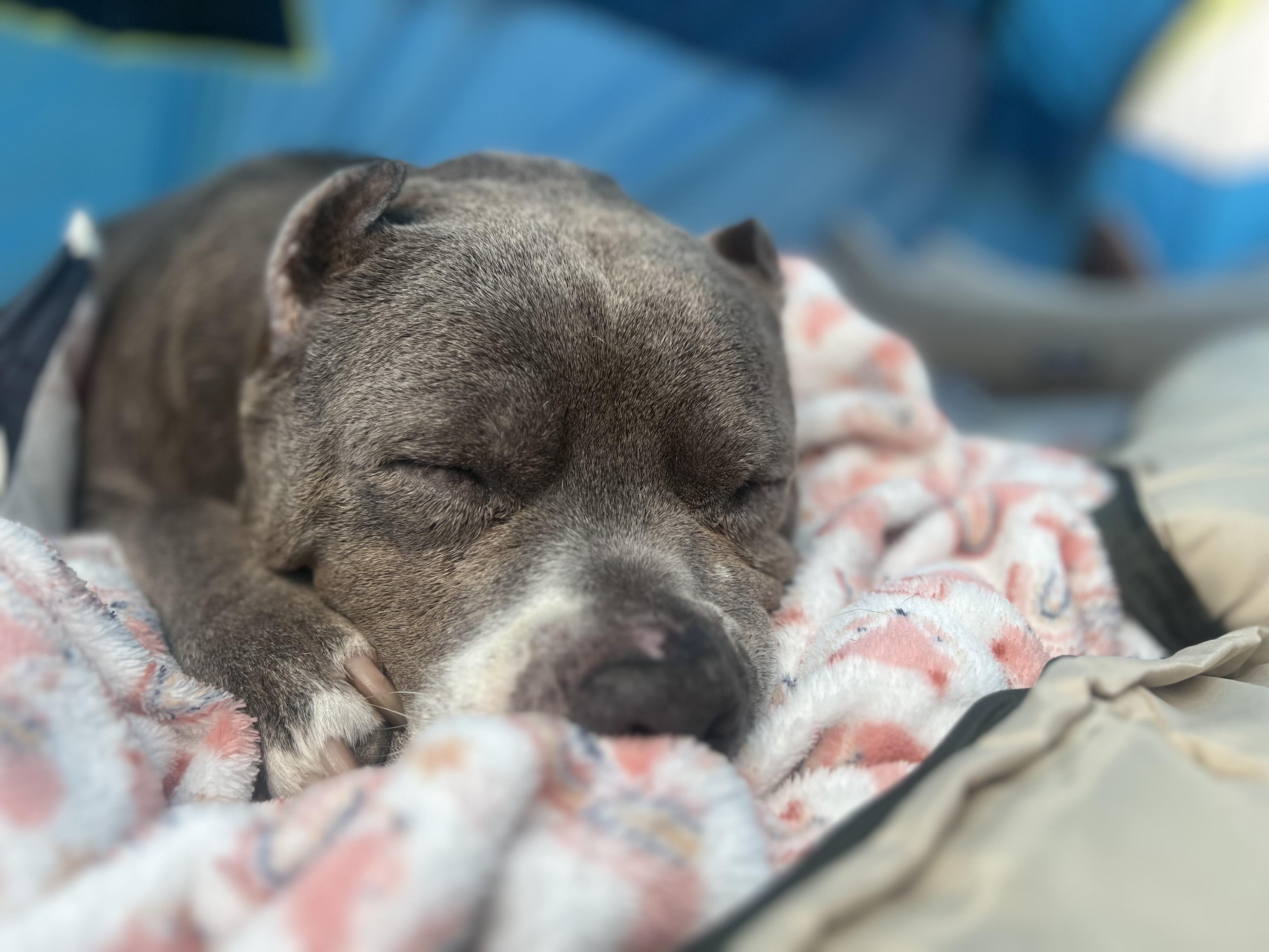 Lottie Dottie - fostered in Temecula CA.