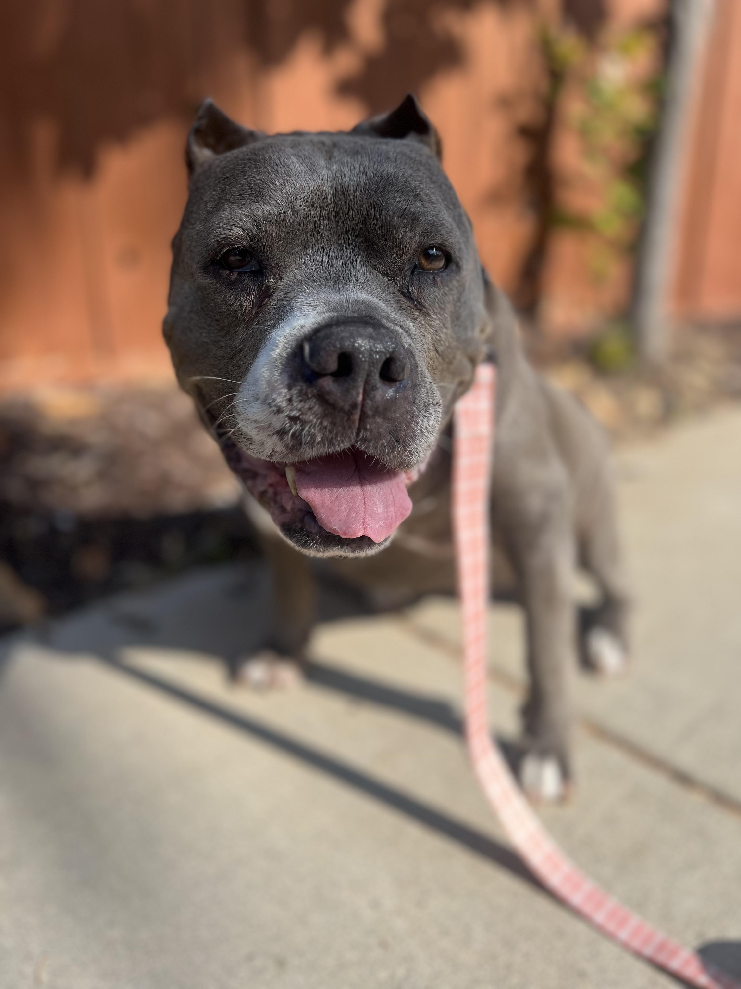 Lottie Dottie - fostered in Temecula CA.