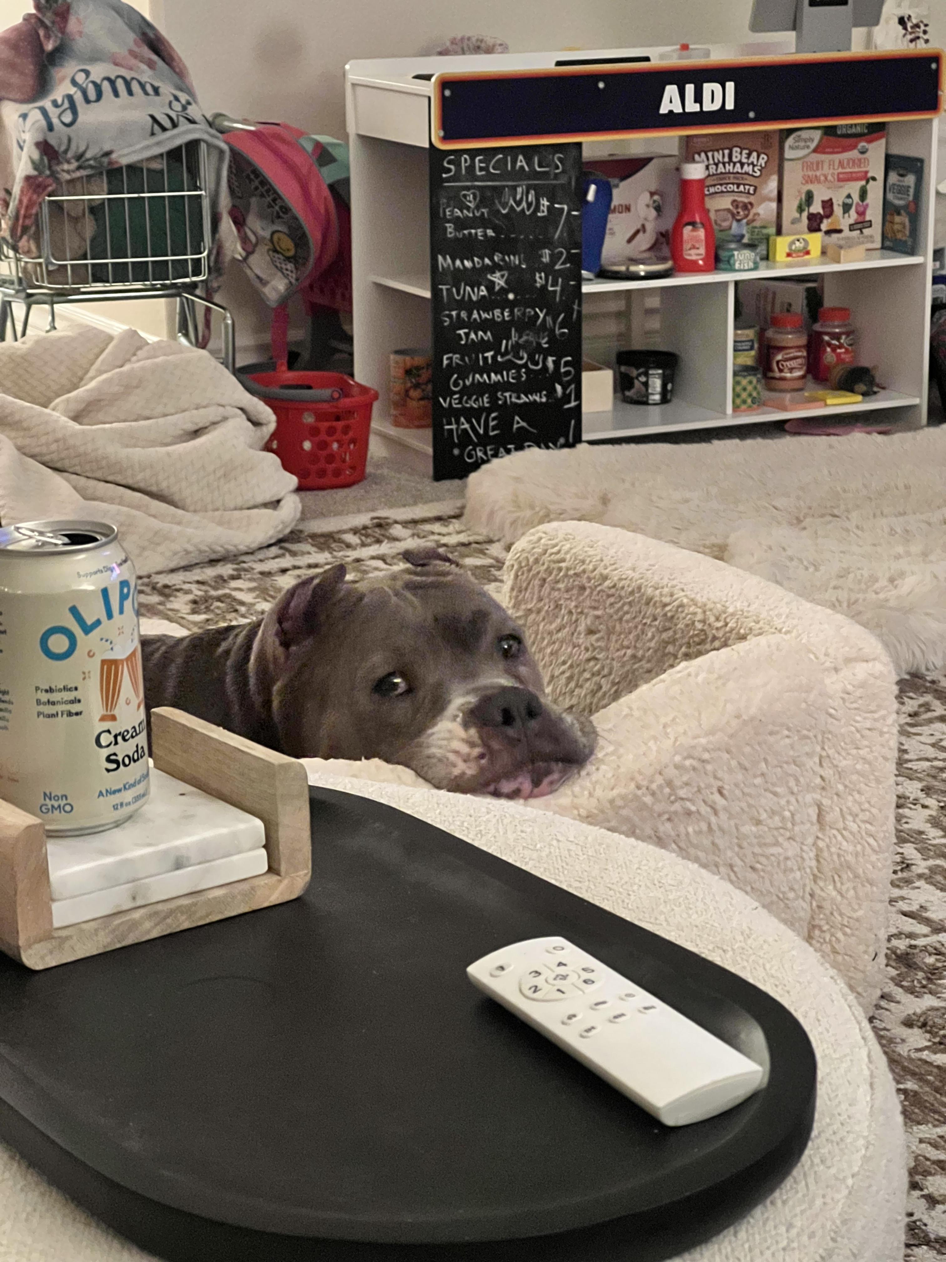 Lottie Dottie - fostered in Temecula CA., a Adoptable American Staffordshire Terrier in Santa Barbara , CA image 4/4