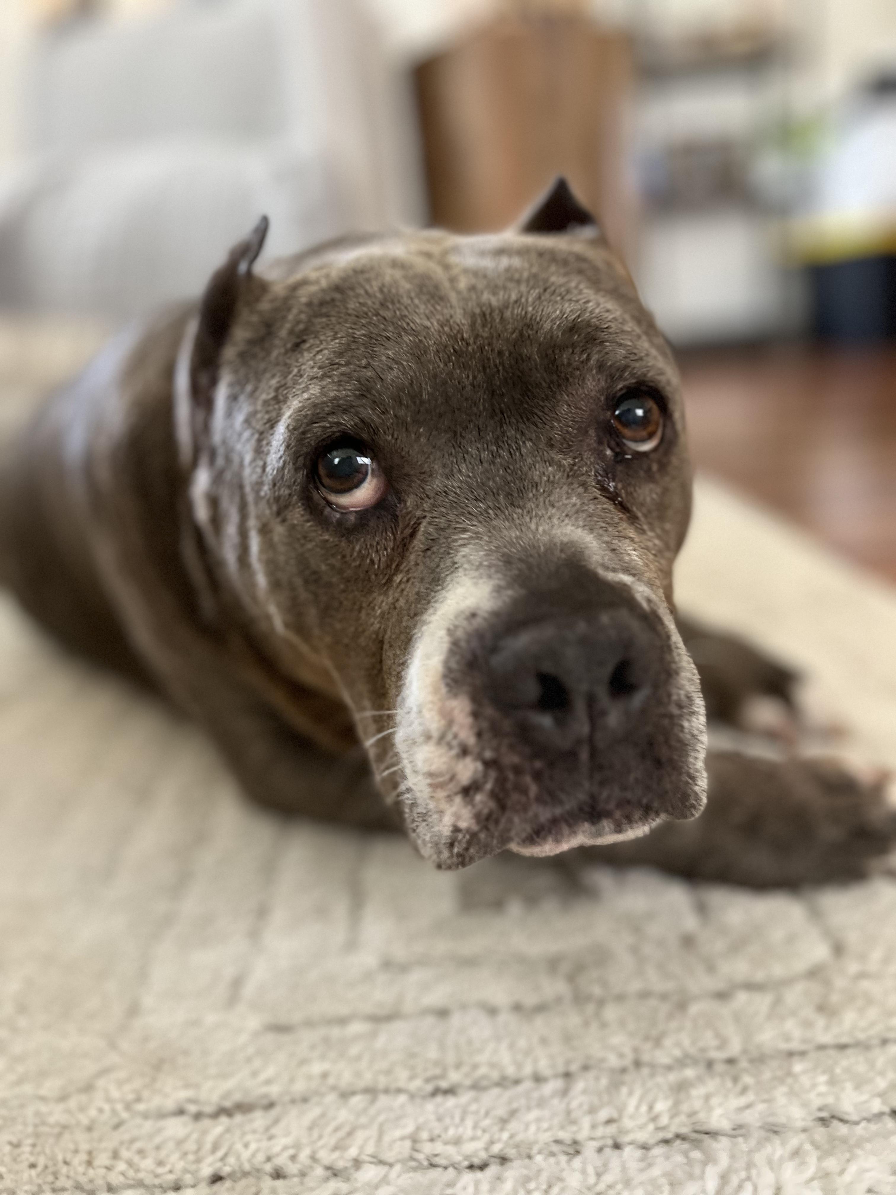 Lottie Dottie - fostered in Temecula CA., Adoptable, Senior Female American Staffordshire Terrier.