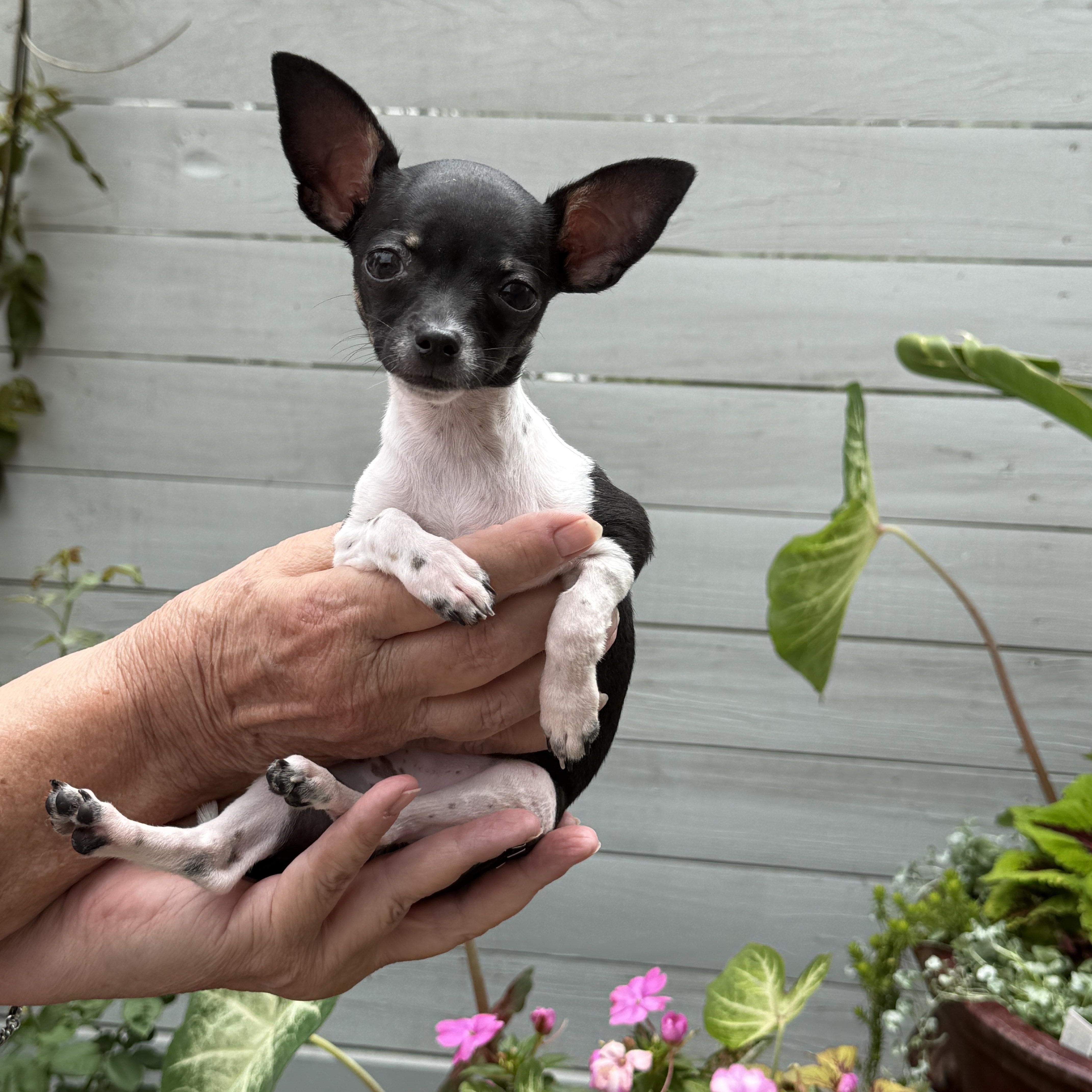Tinker Bell, Adopted, Puppy Female Chihuahua.