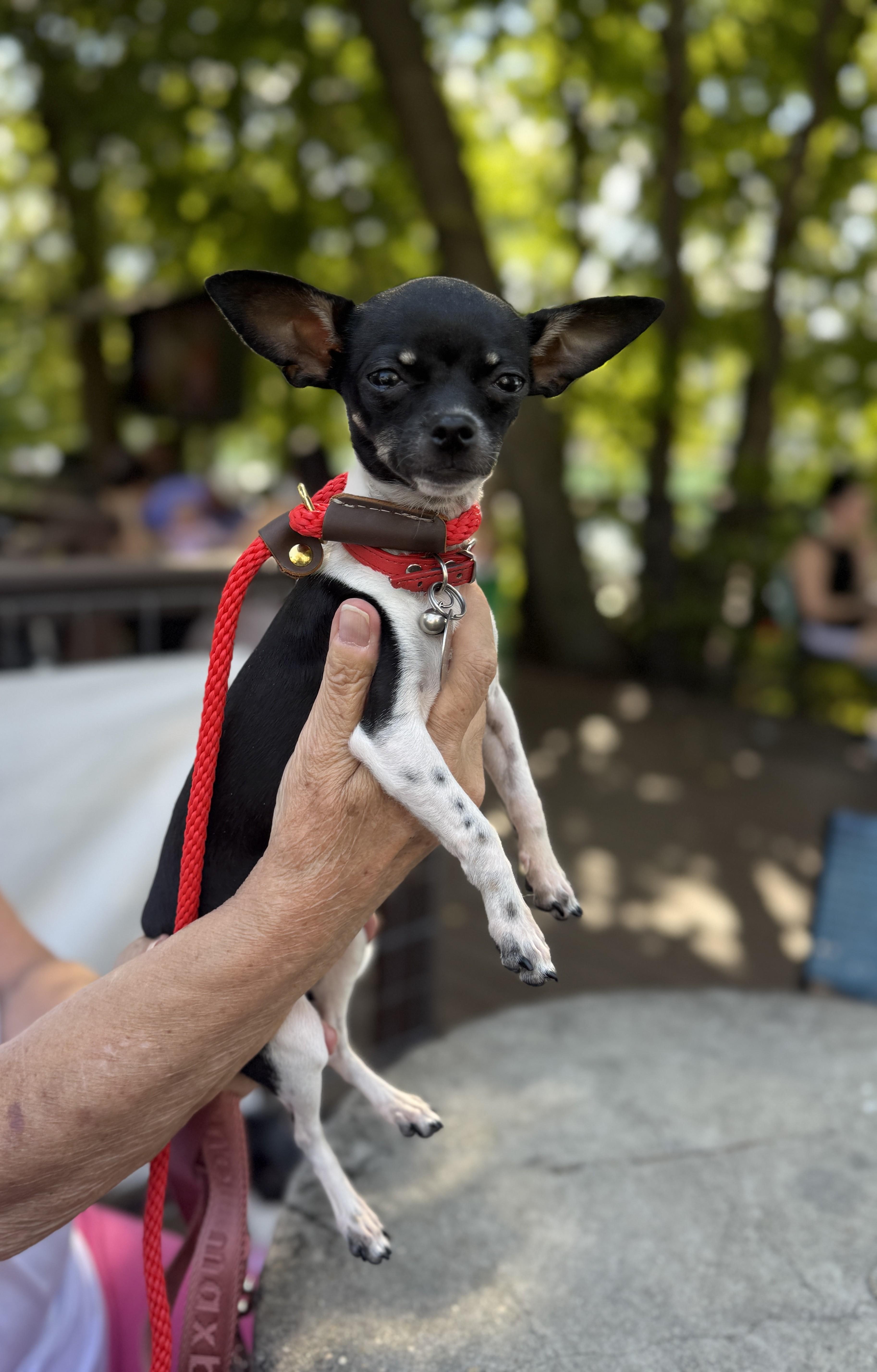 Enlarge Tinker Bell, an adoptable Chihuahua in Houston, TX image 3/5