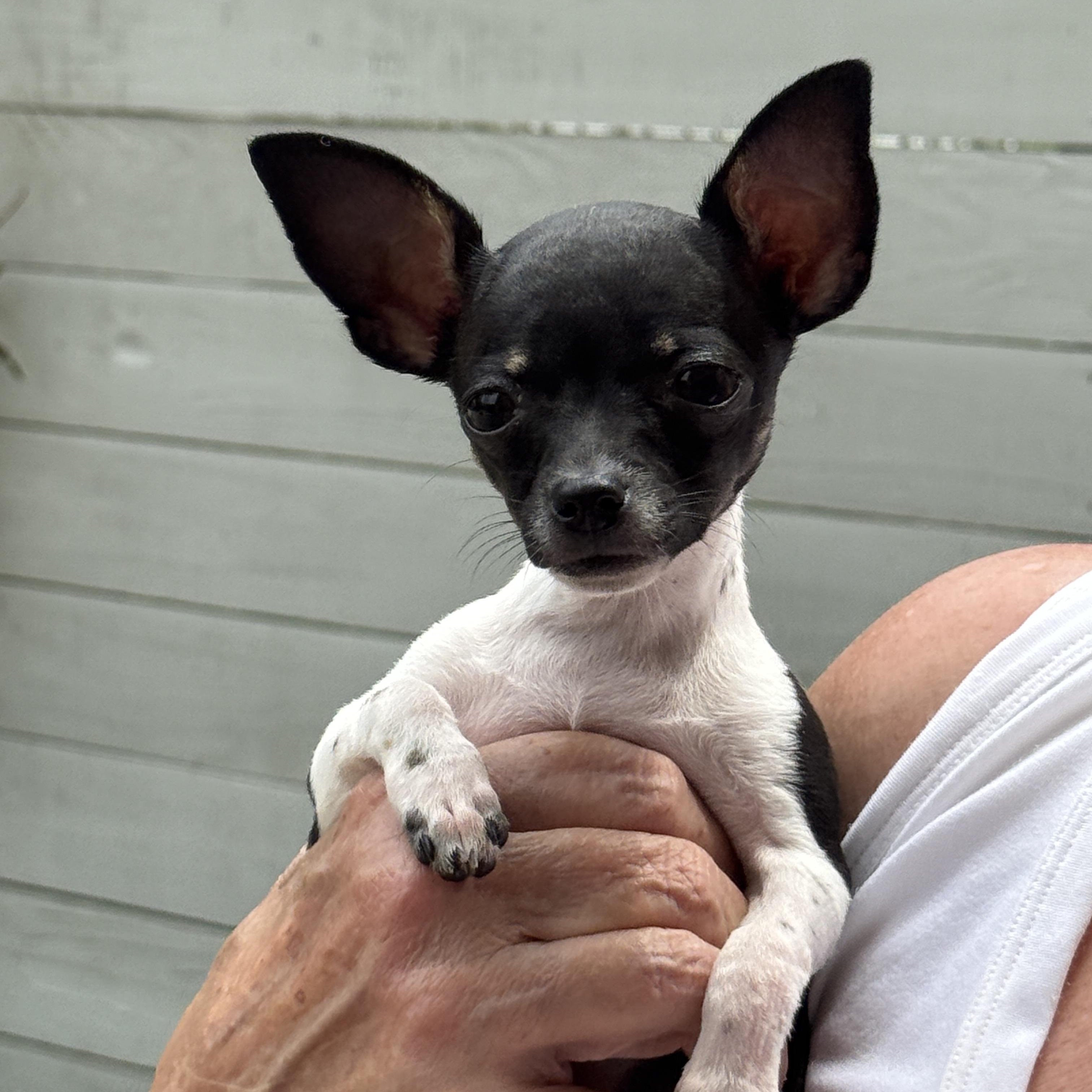 Enlarge Tinker Bell, an adoptable Chihuahua in Houston, TX image 5/5