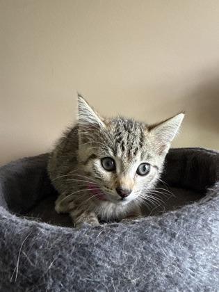 Brookie, Adoptable, Adult Female Domestic Short Hair & Domestic Short Hair.