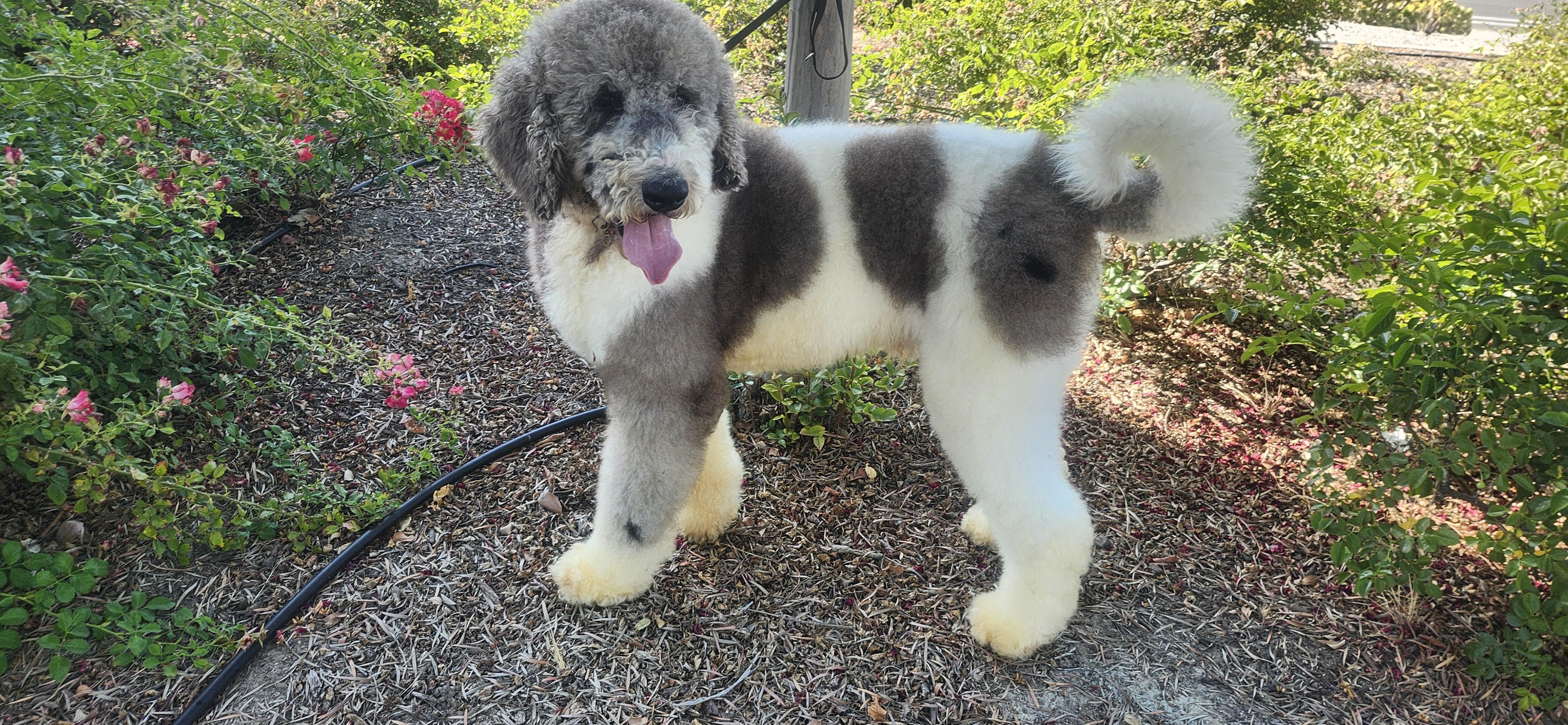 Roger update, a ADOPTABLE Bernadoodle in Torrance, CA image 2/4