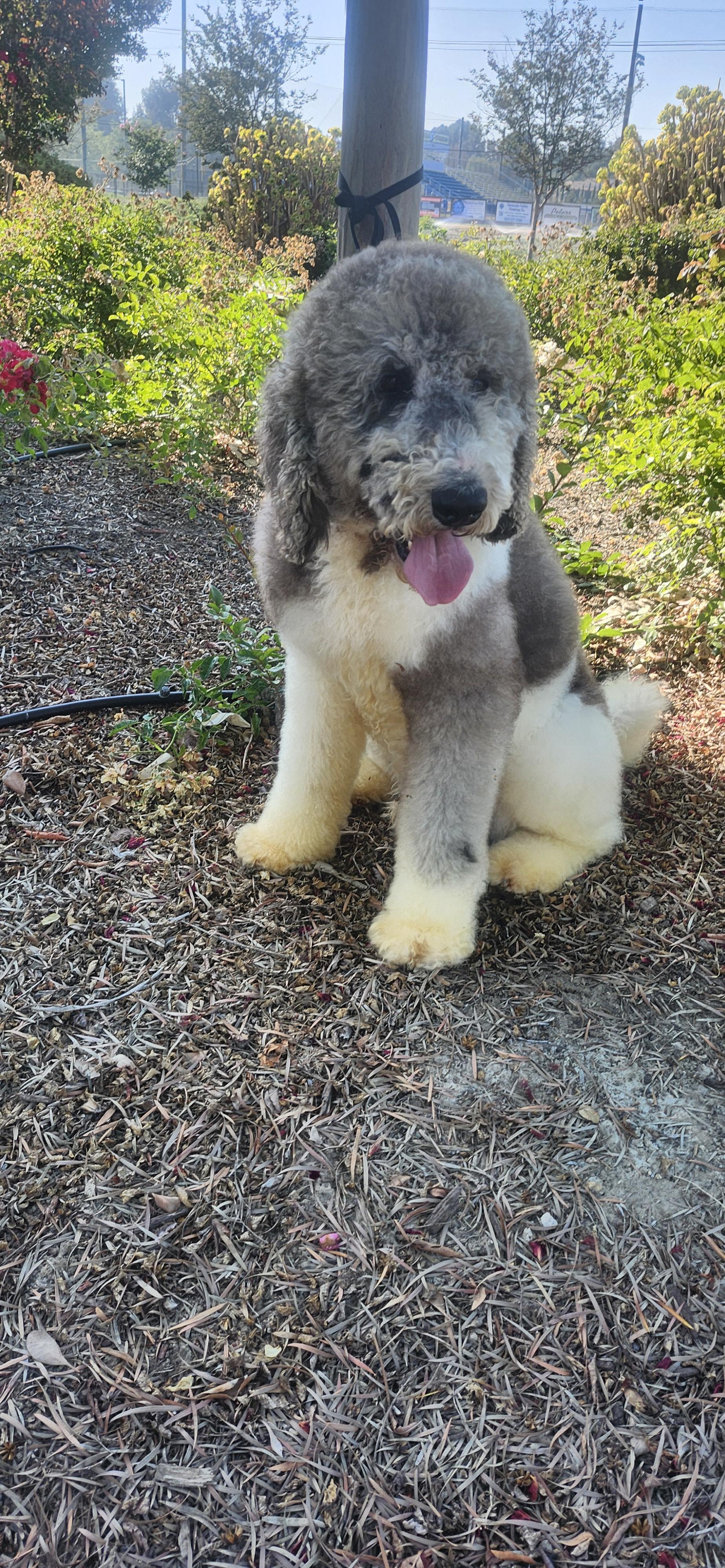 Roger update, a ADOPTABLE Bernadoodle in Torrance, CA image 3/4