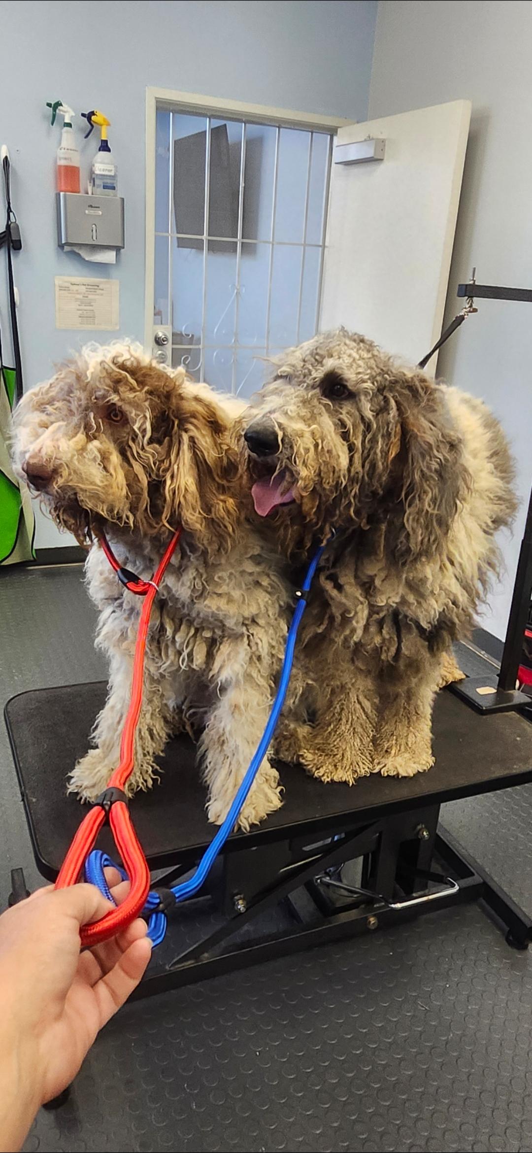 Roger update, a ADOPTABLE Bernadoodle in Torrance, CA image 4/4