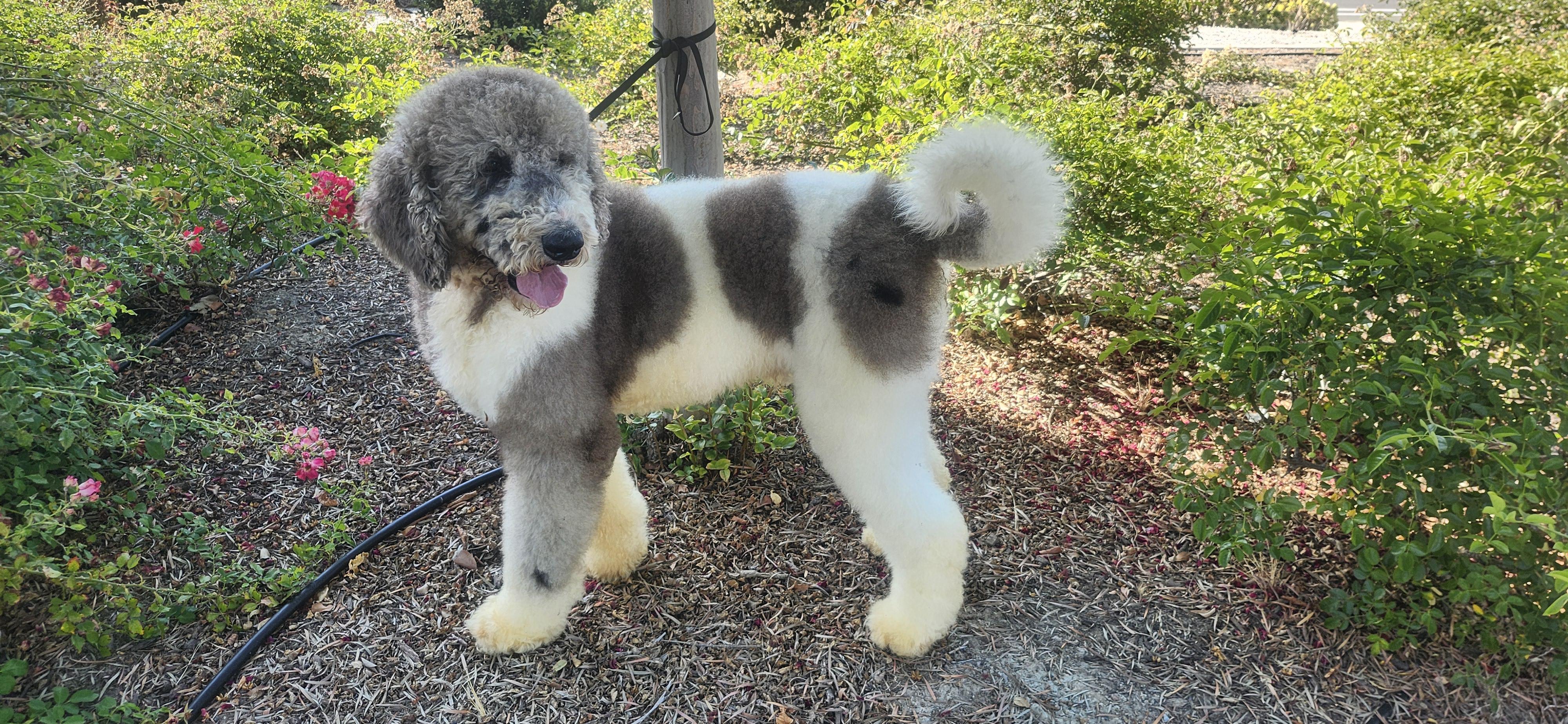 Roger update, ADOPTABLE, Adult Male Bernadoodle.