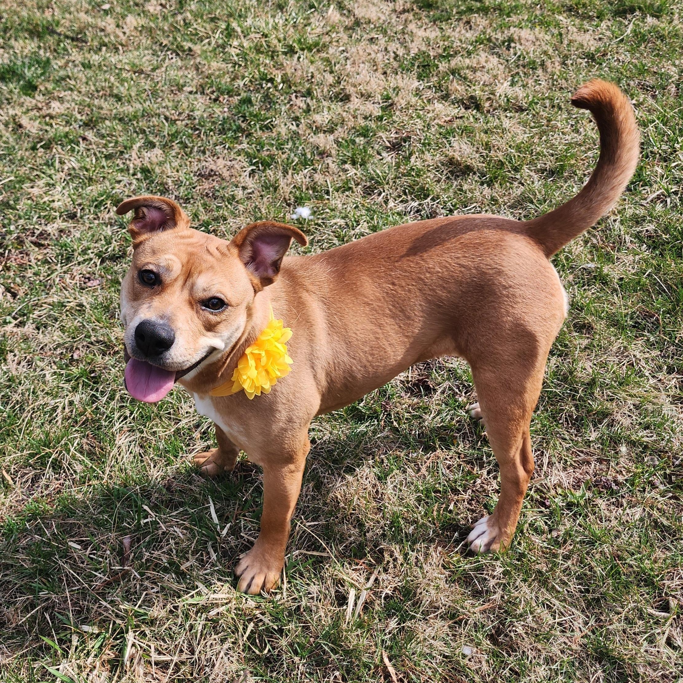 Enlarge Marrieta , a ADOPTABLE mixed breed in East Peoria, IL image 3/6