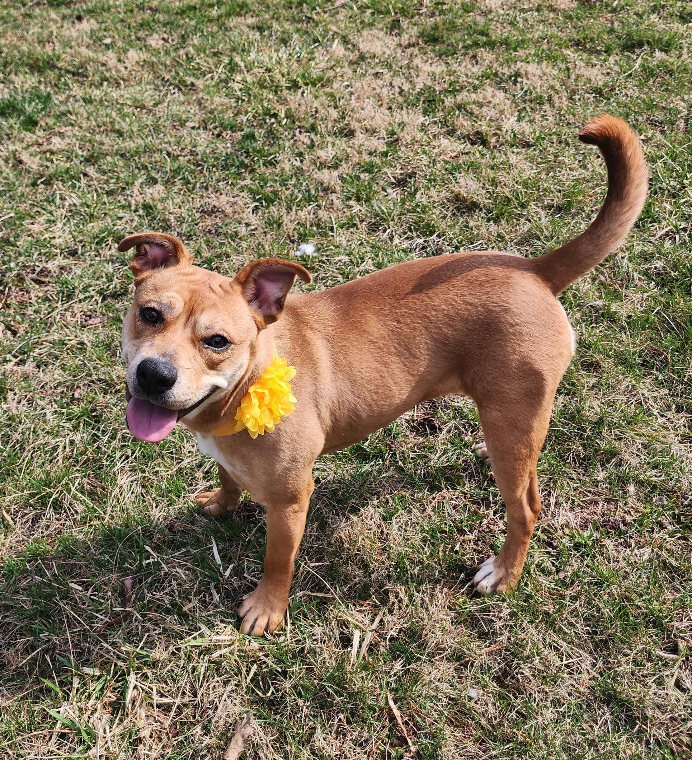 Marrieta , a ADOPTABLE mixed breed in East Peoria, IL image 1/6