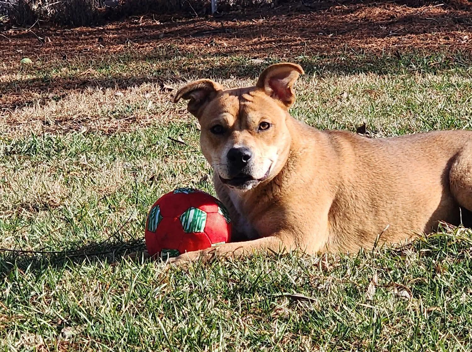 Enlarge Marrieta , a ADOPTABLE Mixed Breed in East Peoria, IL image 5/6