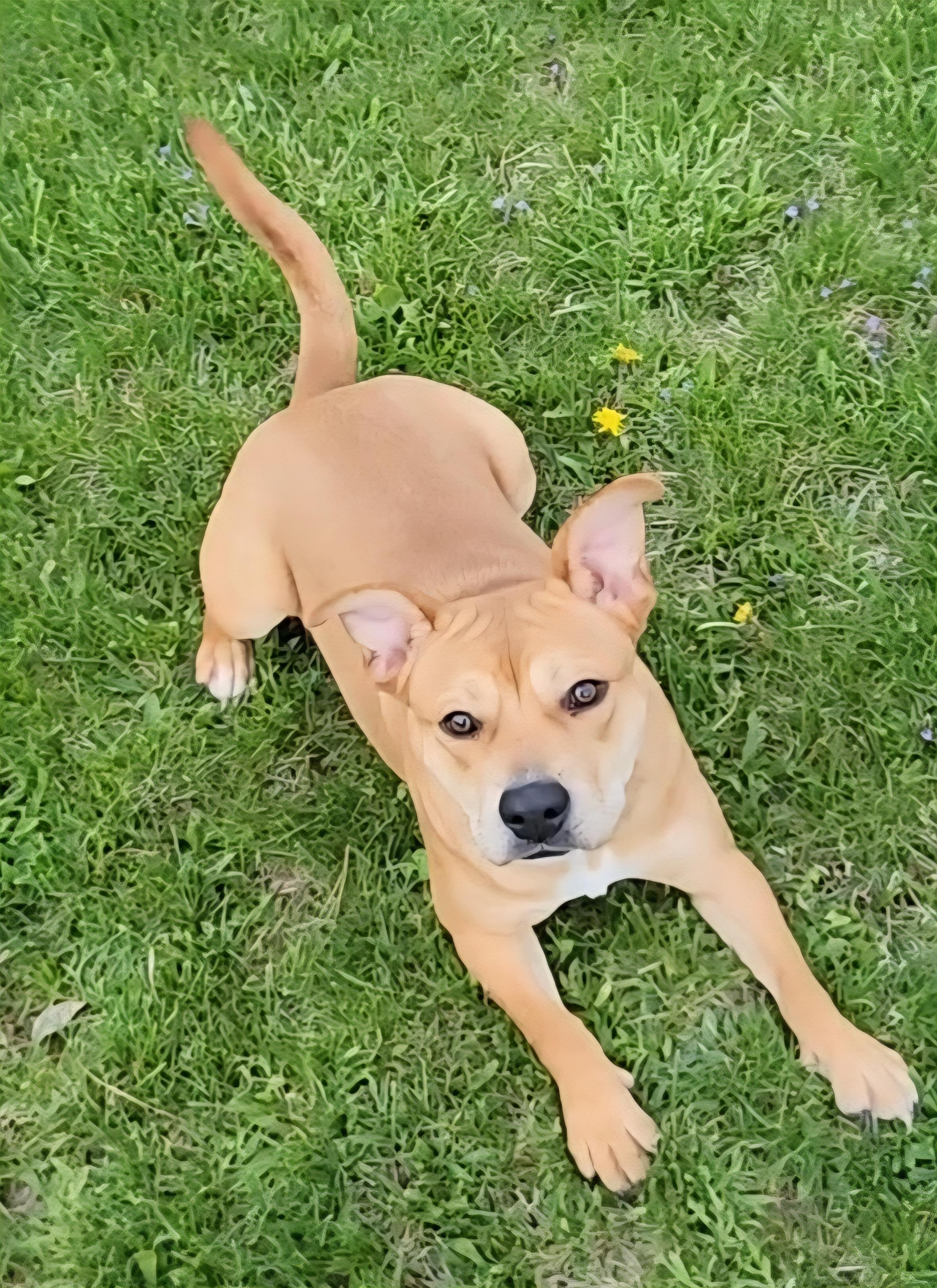 Marrieta , ADOPTABLE, Young Female Chow Chow.