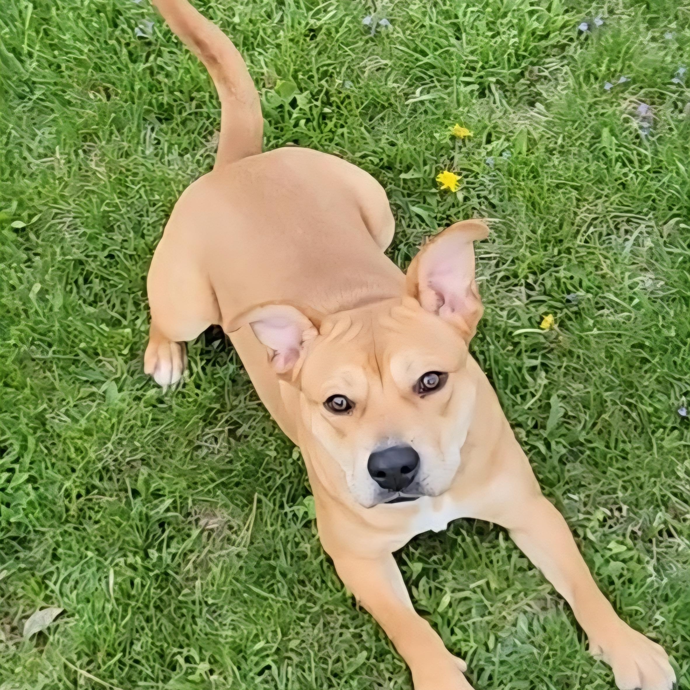 Enlarge Marrieta , a ADOPTABLE mixed breed in East Peoria, IL image 1/6