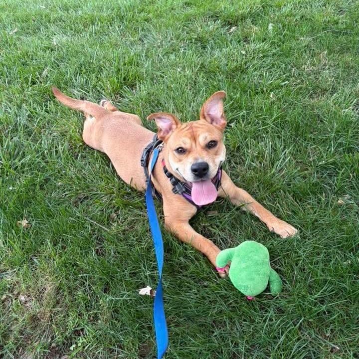 Marrieta , ADOPTABLE, Young Female Chow Chow.