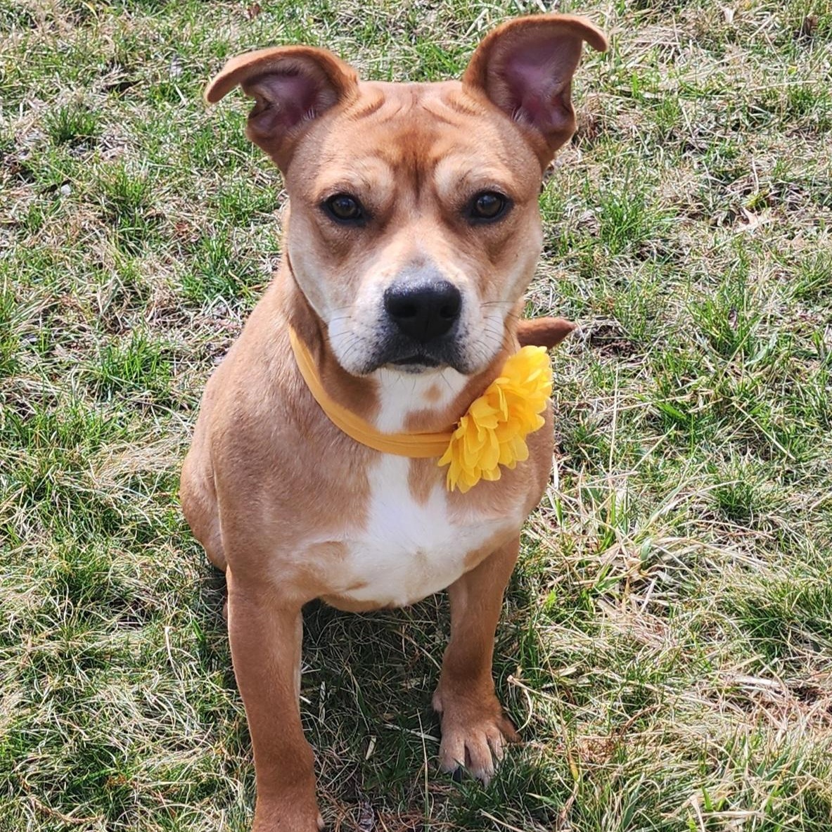 Marrieta , a ADOPTABLE mixed breed in East Peoria, IL image 2/6