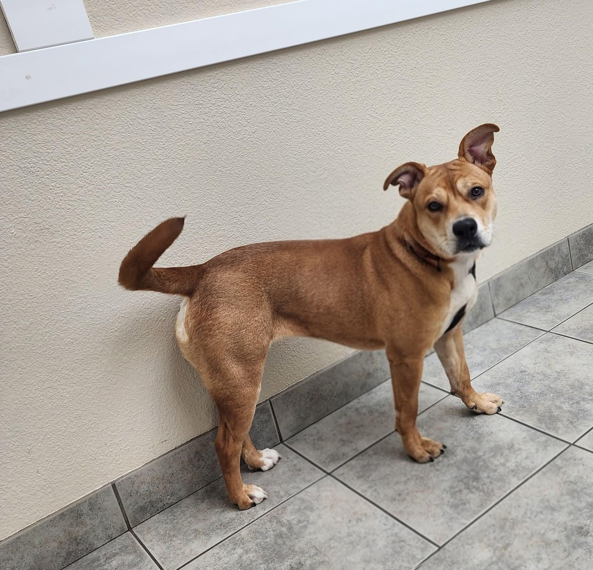 Enlarge Marrieta , a ADOPTABLE Mixed Breed in East Peoria, IL image 2/6