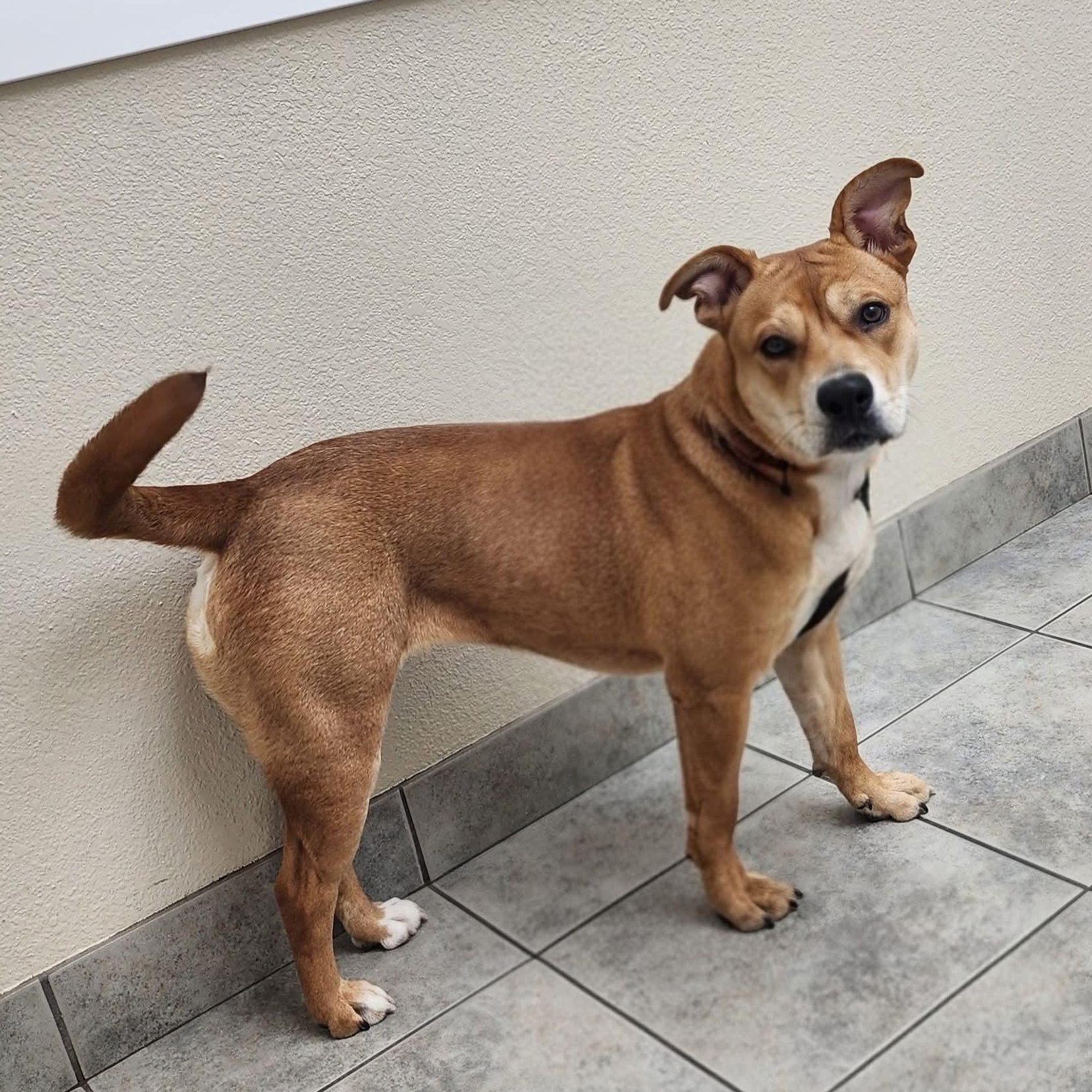 Marrieta , a ADOPTABLE mixed breed in East Peoria, IL image 3/6