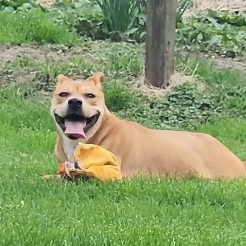 Enlarge Marrieta , a ADOPTABLE mixed breed in East Peoria, IL image 2/6