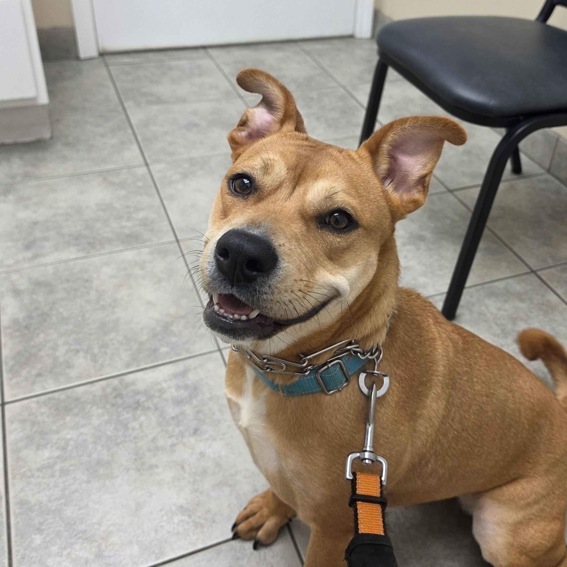 Enlarge Marrieta , a ADOPTABLE mixed breed in East Peoria, IL image 2/6