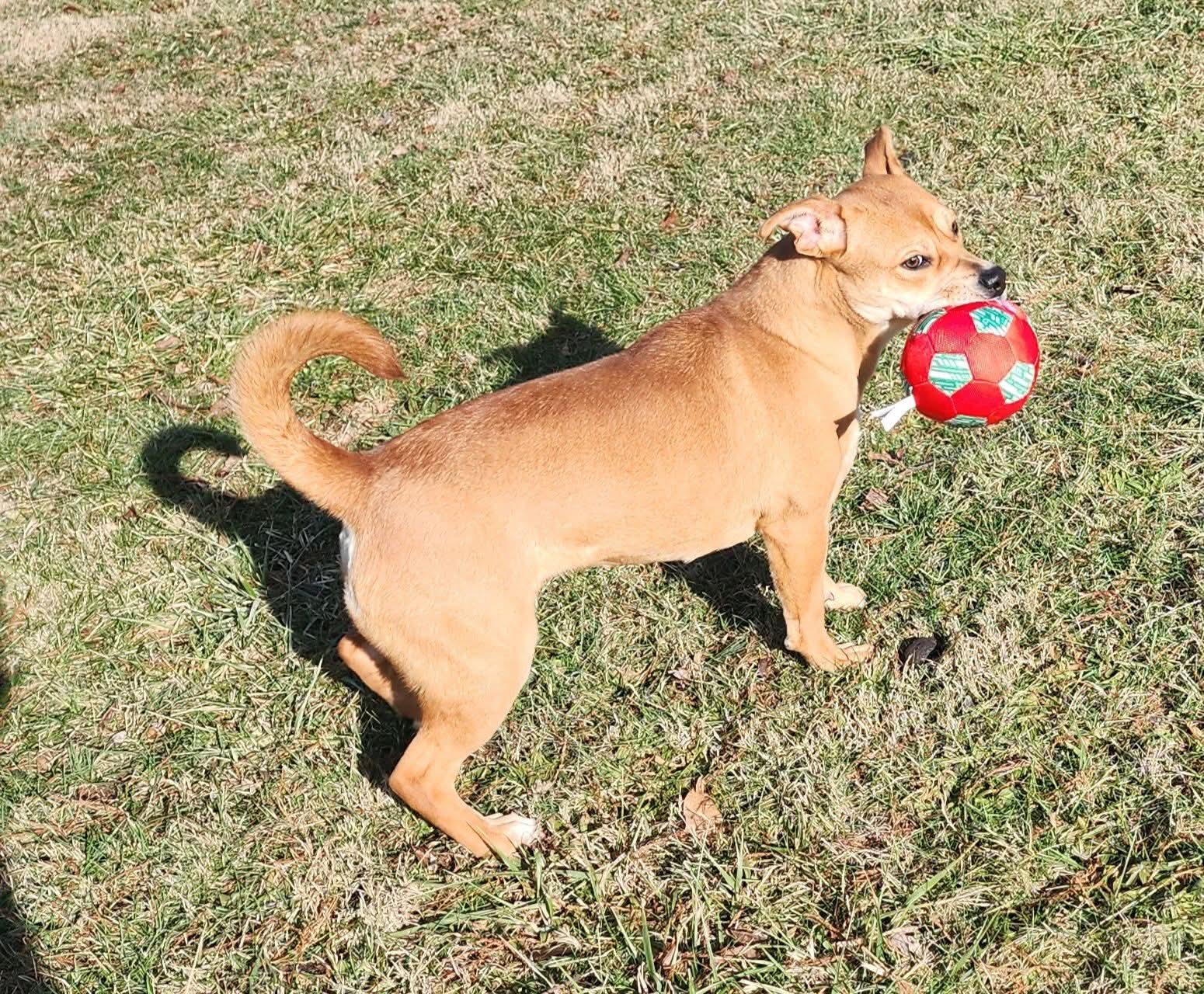 Enlarge Marrieta , a ADOPTABLE Mixed Breed in East Peoria, IL image 3/6